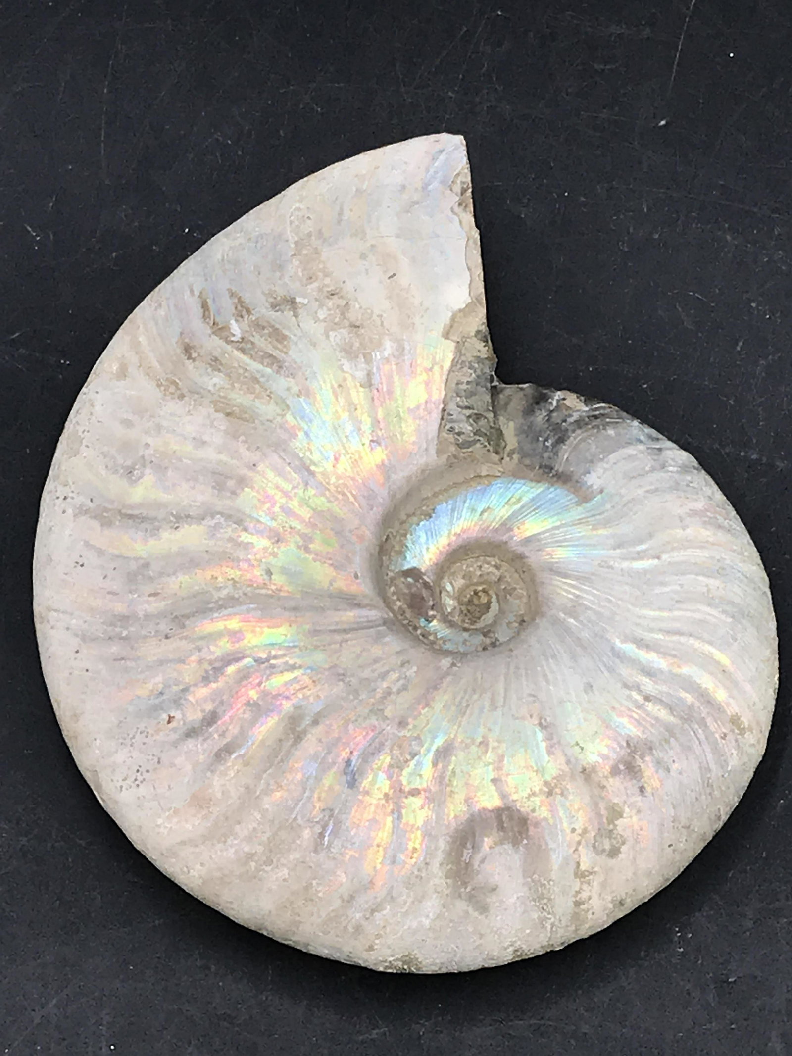 Ammonite, Fossil, Rock, Natural, Collectible, Specimen: Ammonite, Fossil, Rock, Natural, Collectible, Specimen