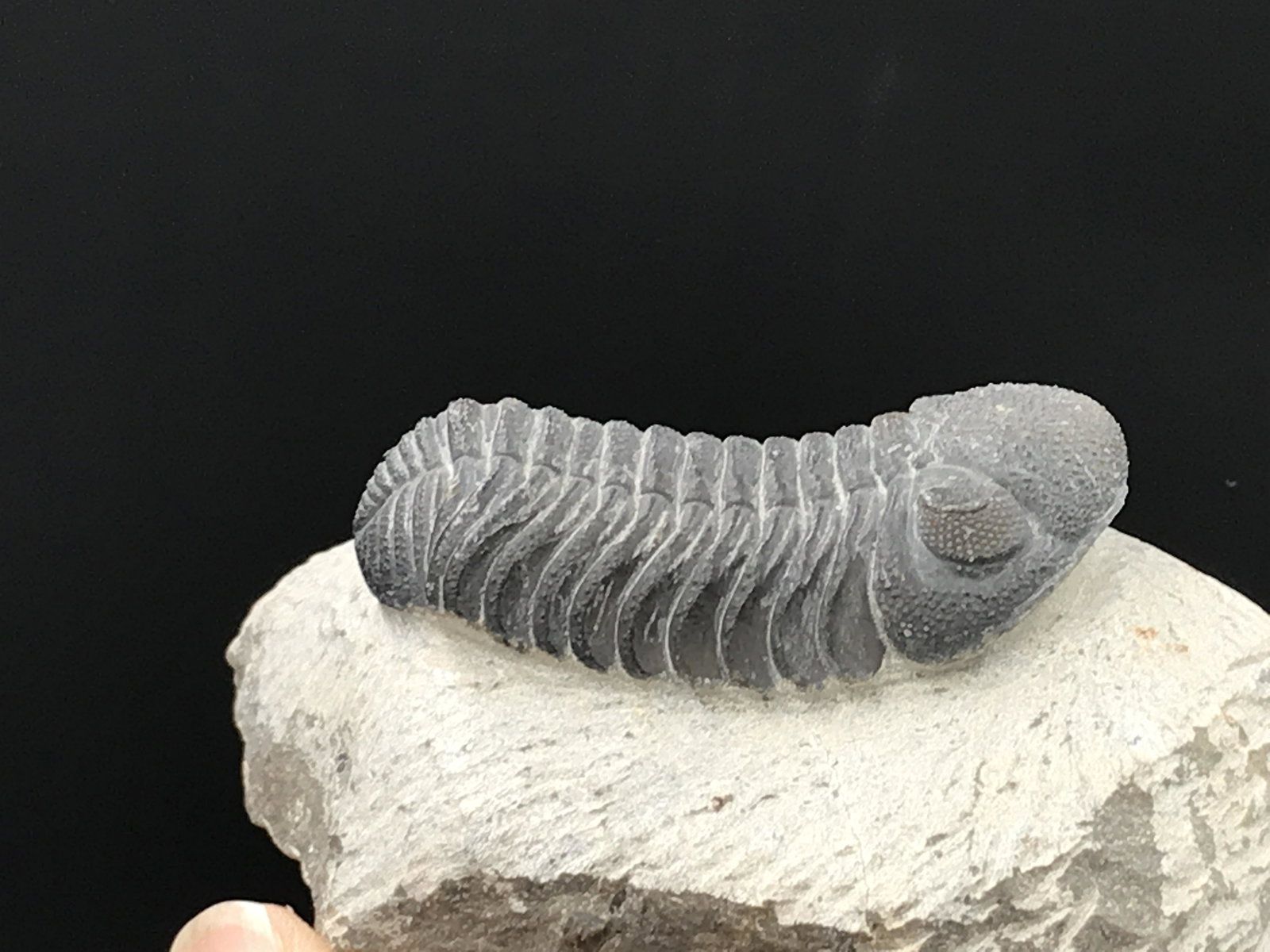 Trilobite, Fossil, Rock, Natural, Collectible, Specimen: Trilobite, Fossil, Rock, Natural, Collectible, Specimen