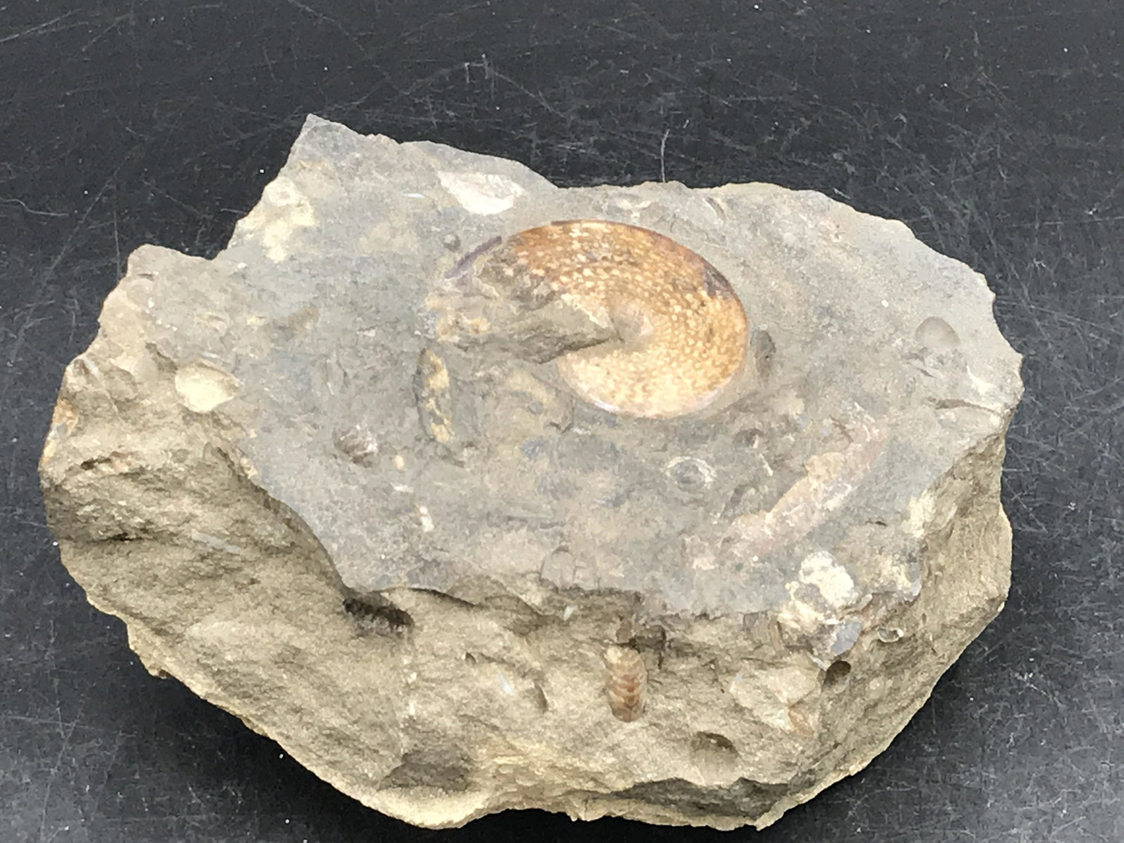 Ammonite, Fossil, Rock, Natural, Collectible, Specimen: Ammonite, Fossil, Rock, Natural, Collectible, Specimen
