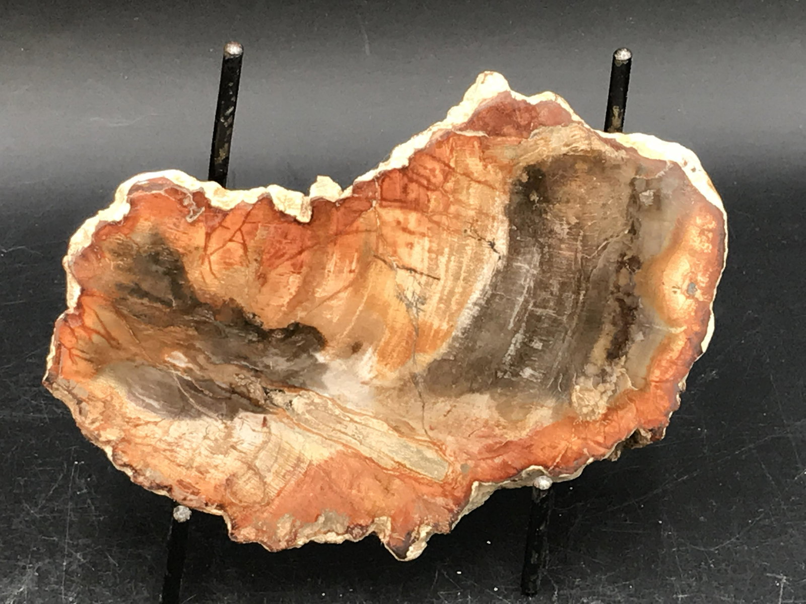 Petrified Wood, Fossil, Rock, Natural, Decor,: Petrified Wood, Fossil, Rock, Natural, Decor, Collectible, Slab