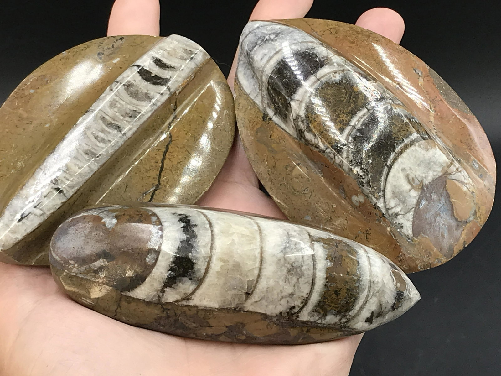 Orthoceras, Rock, Fossil, Natural, Decor, Collectible: Orthoceras, Rock, Fossil, Natural, Decor, Collectible