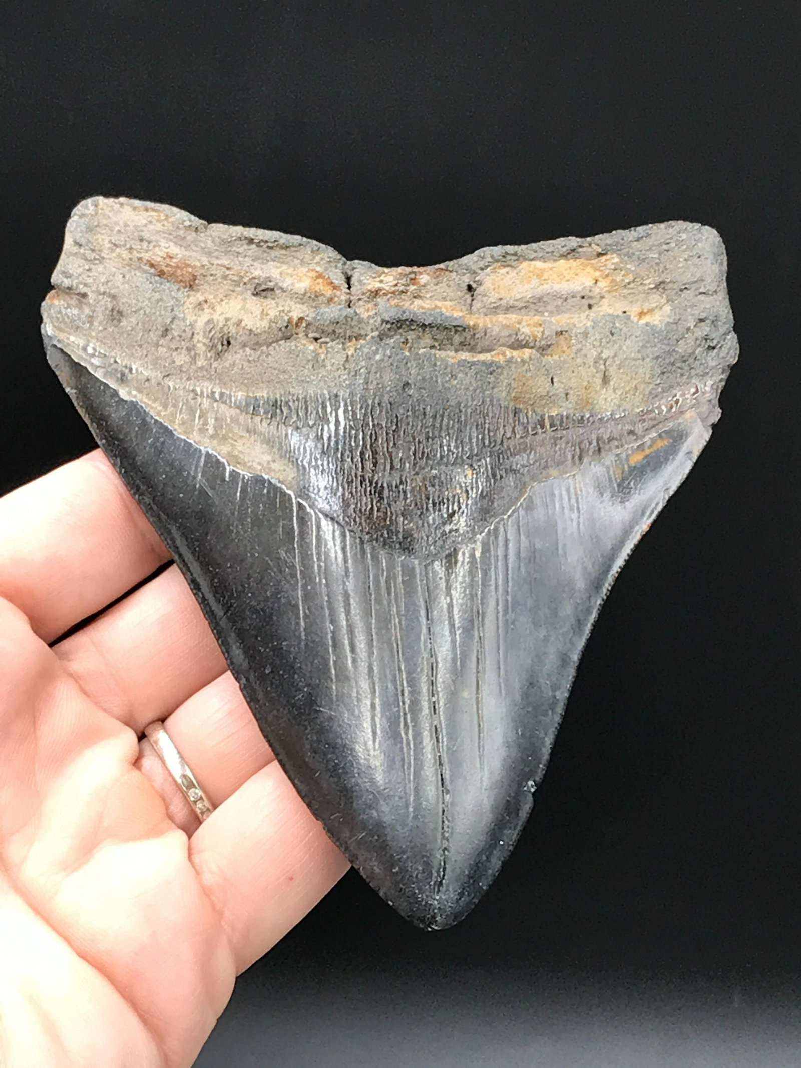 Shark, Fossil, Natural, Collectible, Specimen, Tooth,: Fossil Shark Tooth Megalodon South Carolina 4.86"
