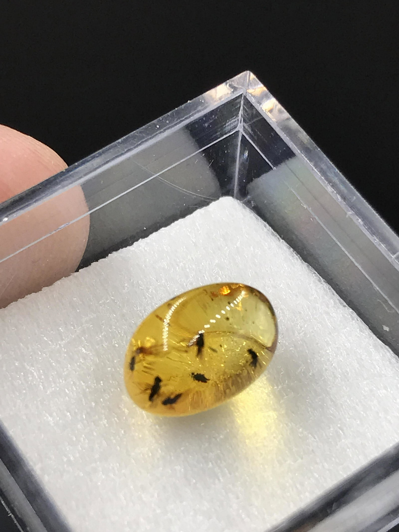 Amber, Fossil, Natural, Collectible, Specimen: Baltic Amber w/Insect Inclusions in Magnifier Box