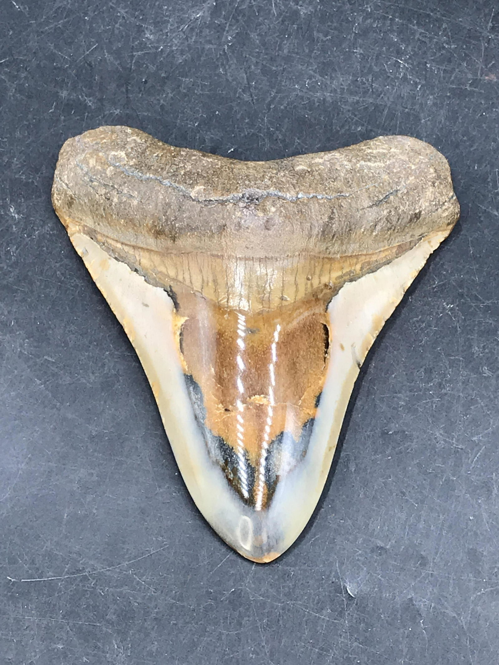 Shark, Fossil, Natural, Collectible, Specimen, Tooth,: Fossil Shark Tooth Megalodon Miocene ~ Polished 4.75"