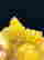 item-105903185=5
