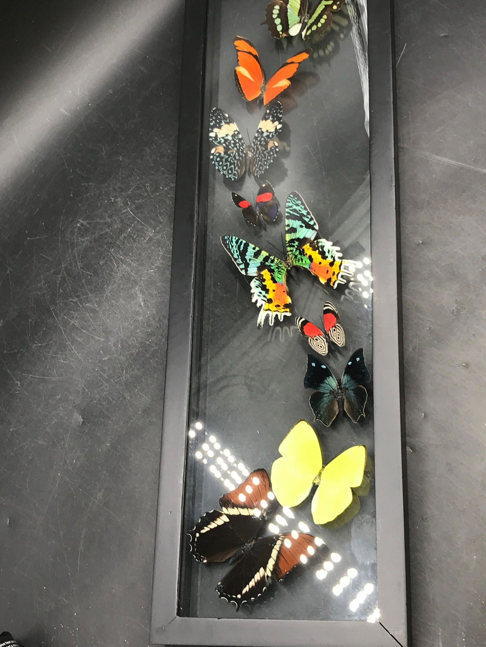 Butterfly, Natural, Decor, Collectible, Insect (1 of 5)