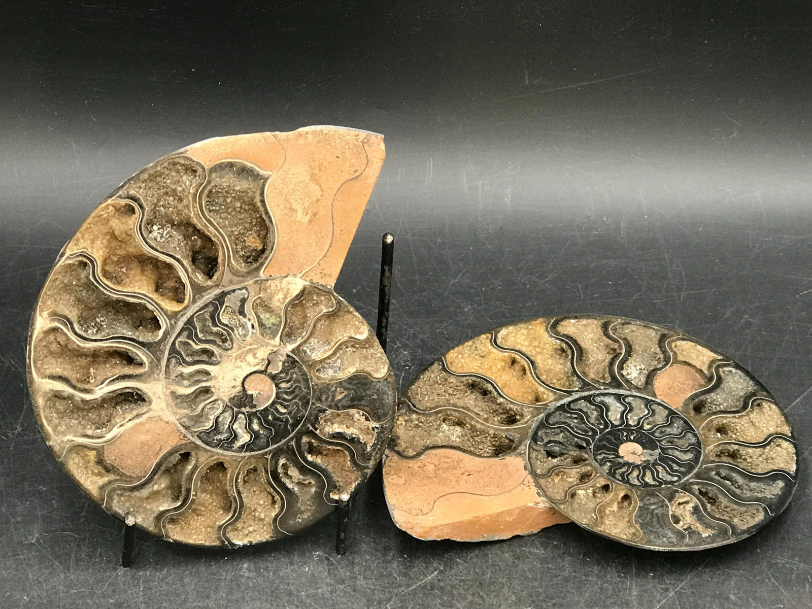 Ammonite, Fossil, Rock, Natural, Collectible, Specimen: Fossil Ammonite Black Layer Cretaceous Madagascar 6"