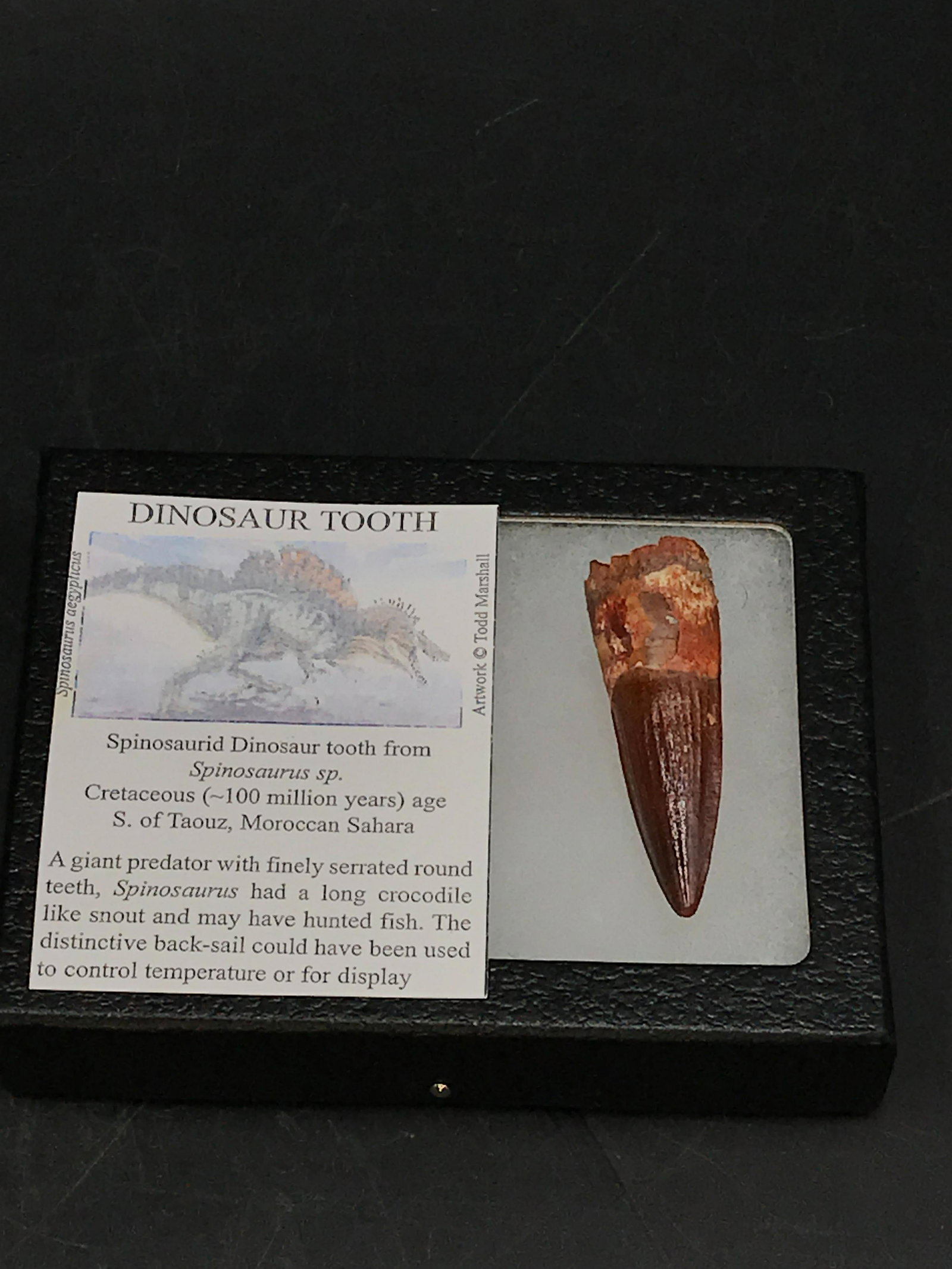 Dinosaur, Fossil, Natural, Collectible, Specimen, Tooth: Fossil Dinosaur Tooth ~ Morocco Spinosaurus 100 M.Y.O.