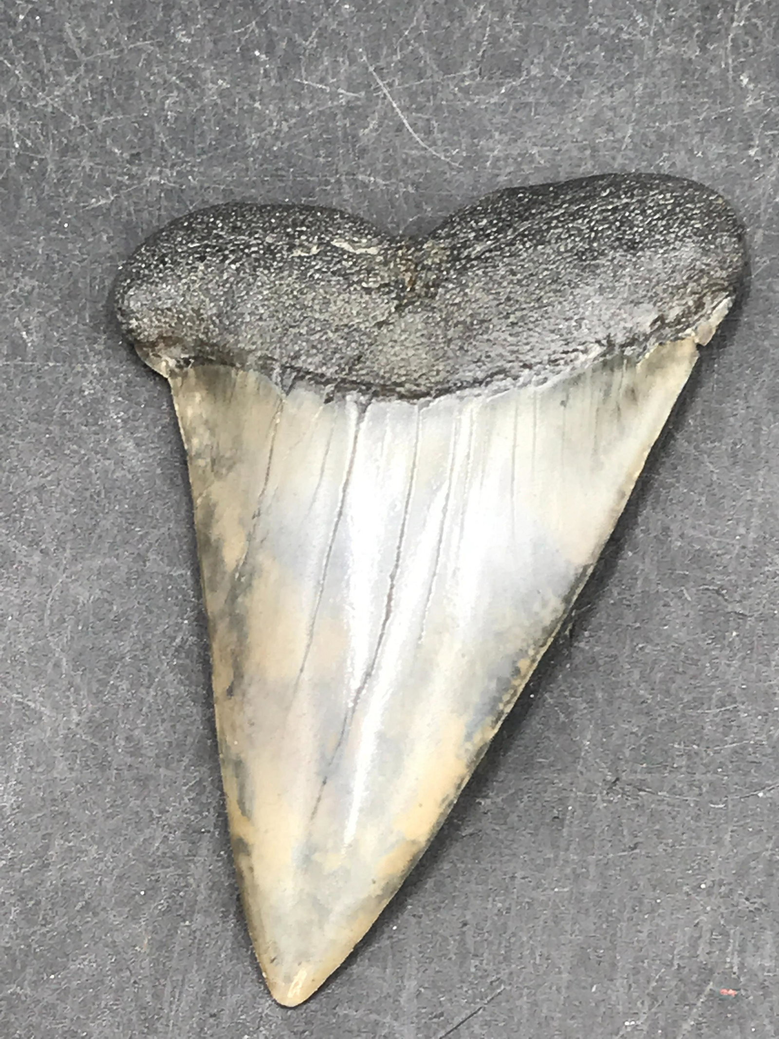 Shark, Fossil, Natural, Collectible, Specimen, Tooth: Mako Fossil Shark Tooth ~ South Carolina Isums Hasatilis
