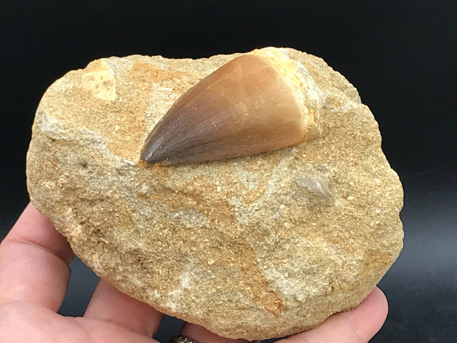 Dinosaur, Fossil, Natural, Collectible, Specimen, Tooth: Mososaur Tooth on Matrix Cretaceous Morocco 11oz