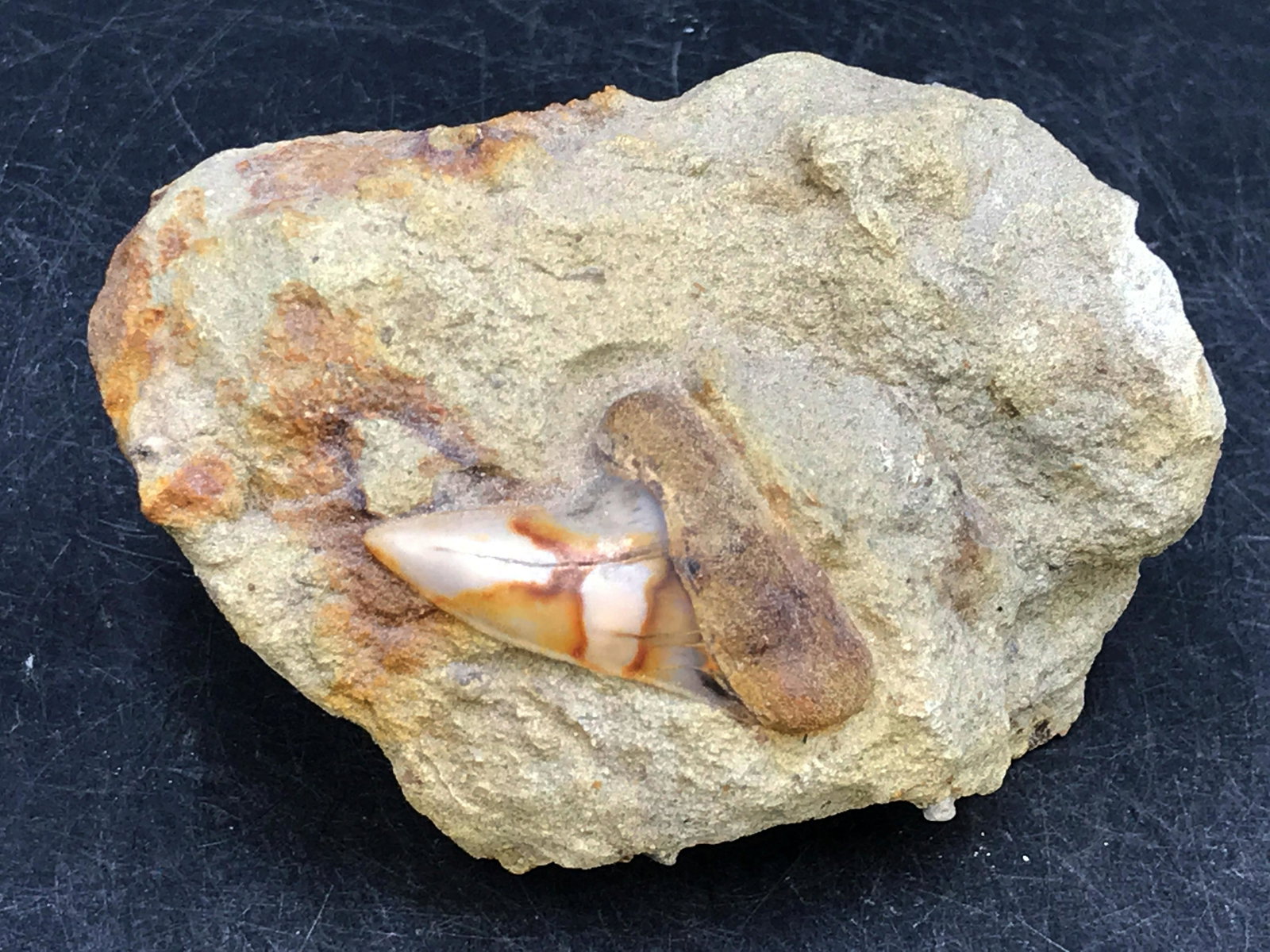 Shark, Fossil, Natural, Collectible, Specimen, Tooth: Hooked Tooth Mako Isurus in Matrix Bakersfield ~ California 9oz