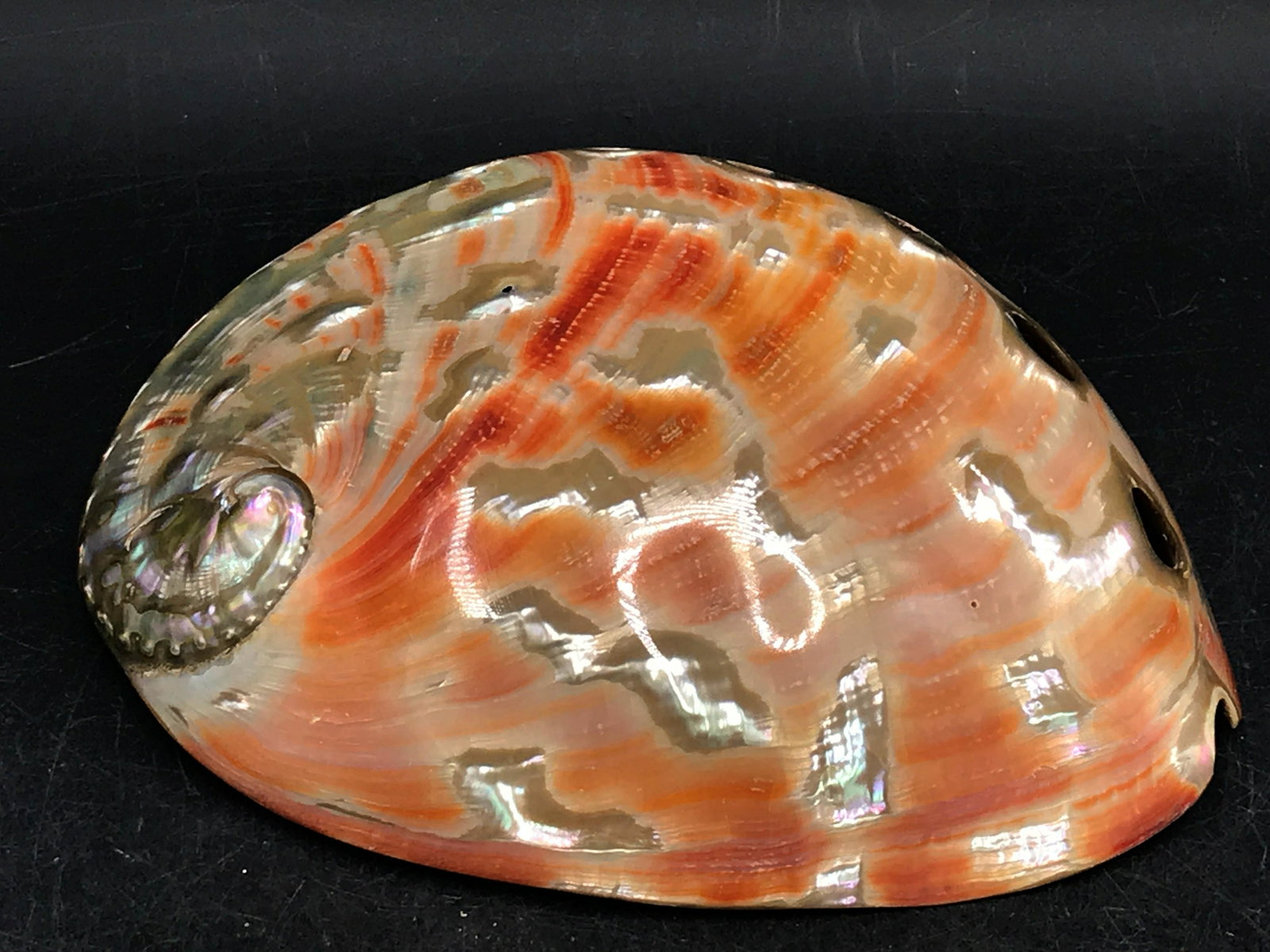 Seashell, Ocean, Beach, Natural, Decor, Collectible,: Red Abalone Northern California