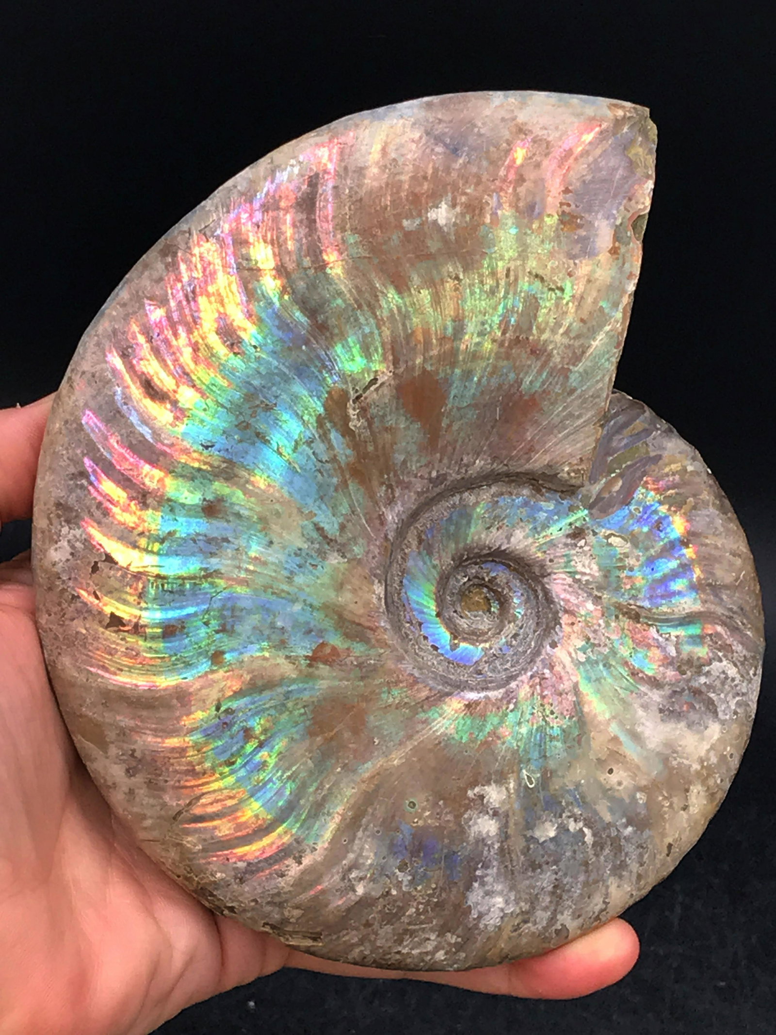 Ammonite, Fossil, Rock, Natural, Collectible, Specimen (1 of 5)