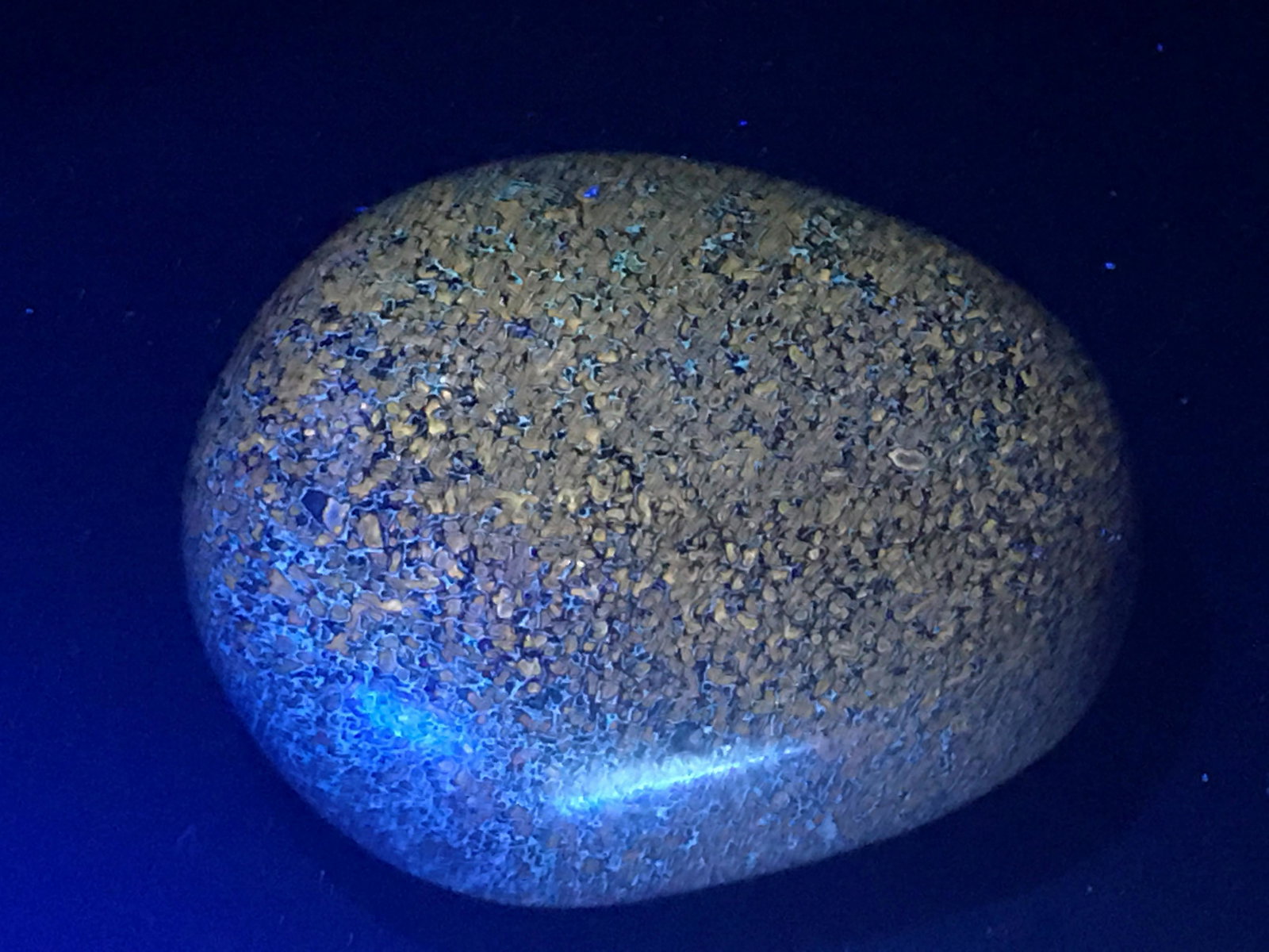 Rock, Fossil, Natural, Collectible, Carving, Egg: Fossil Dinosaur Bone Egg Carving 100 M.Y.O. Morocco