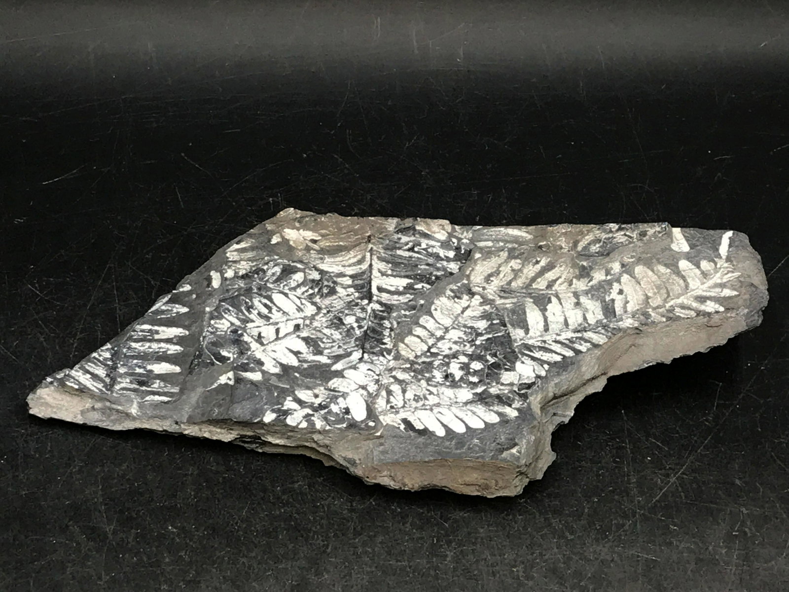 Fern, Fossil, Rock, Natural, Collectible, Specimen,: Fossil Ferns Alleopteris LeClaire, Pennsylvania 300 M.Y.O. 1lb