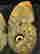 item-105903347=2