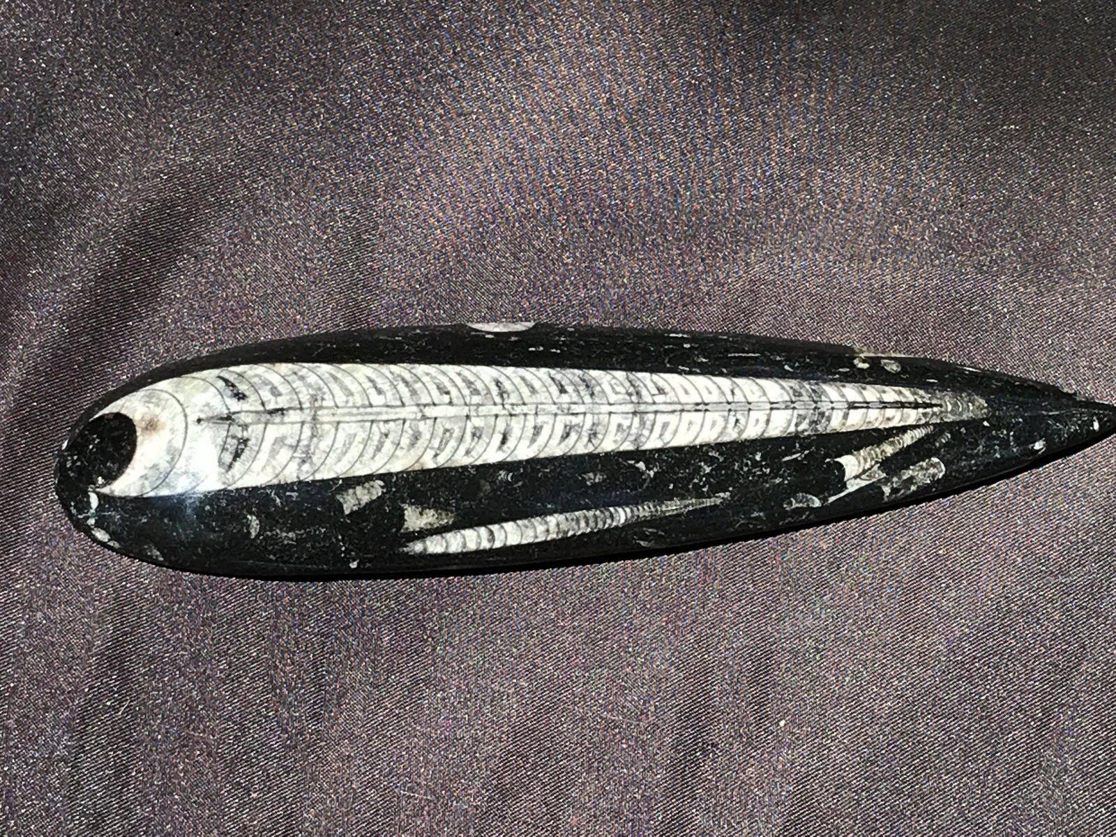 Orthoceras, Fossil, Rock, Natural, Decor, Collectible,: Orthoceras Lens Devonian ~ Morocco