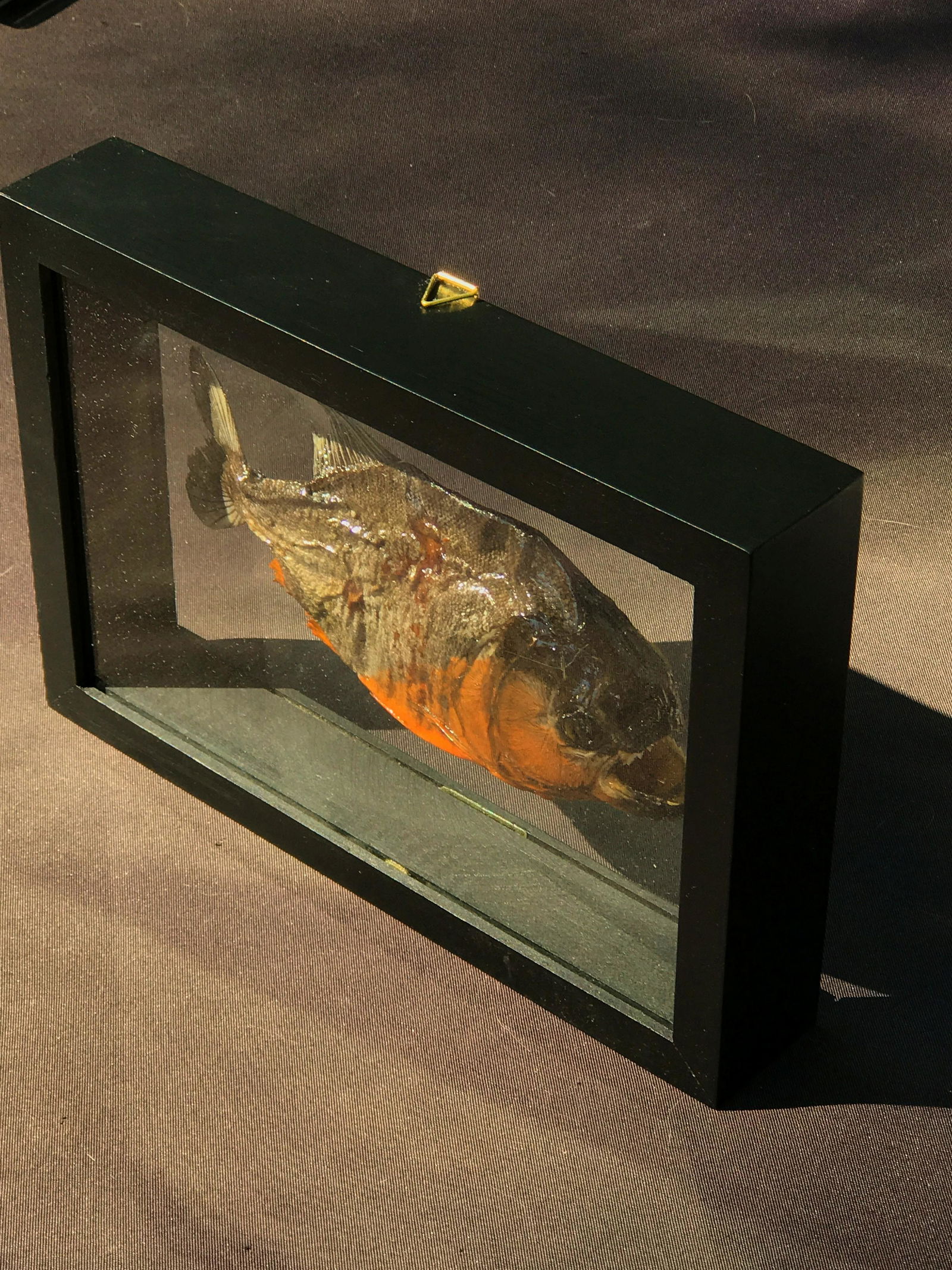 Fish, Natural, Decor, Collectible, Specimen, (1 of 4)