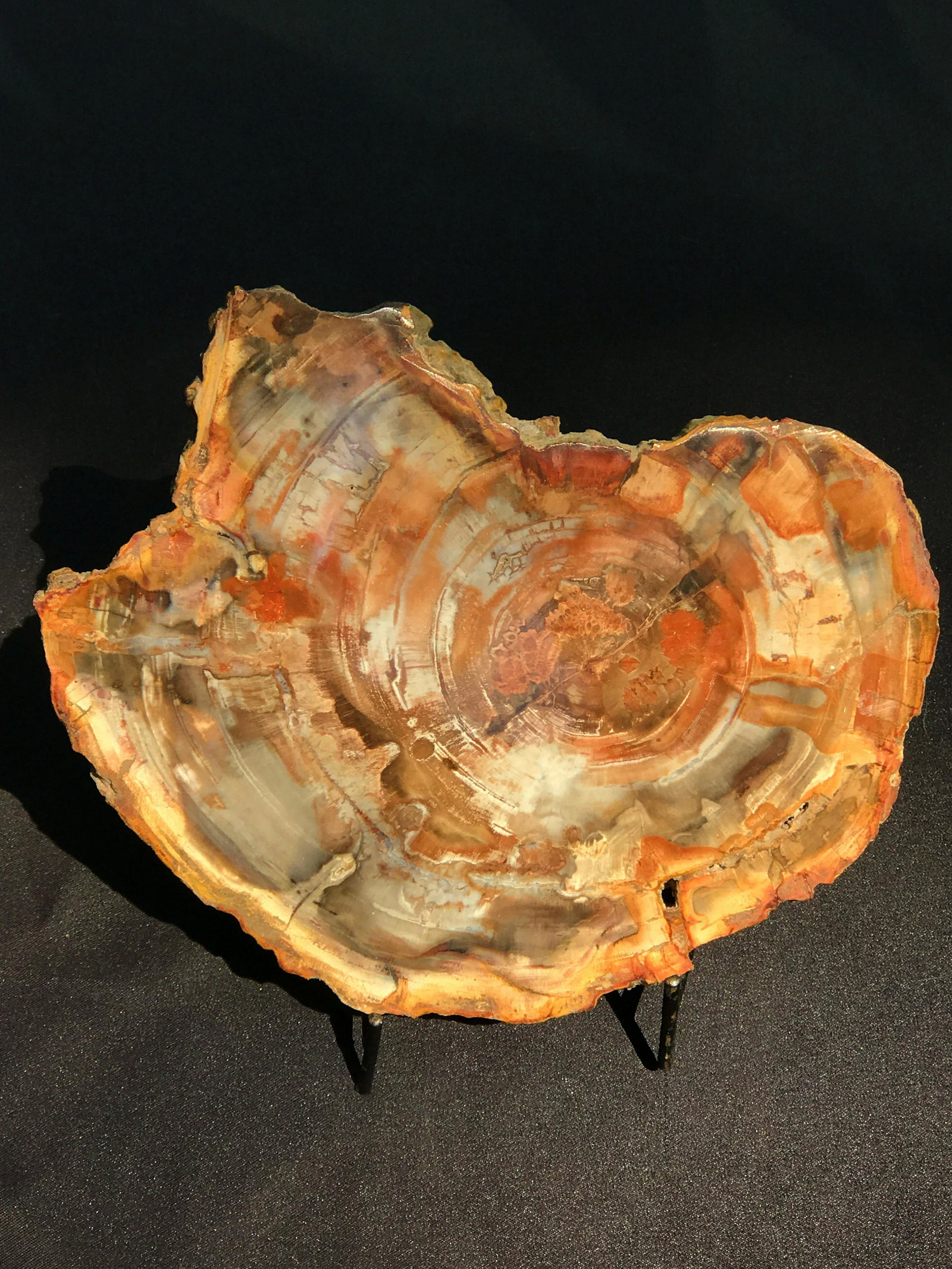 Petrified Wood, Fossil, Rock, Natural, Decor, (1 of 5)