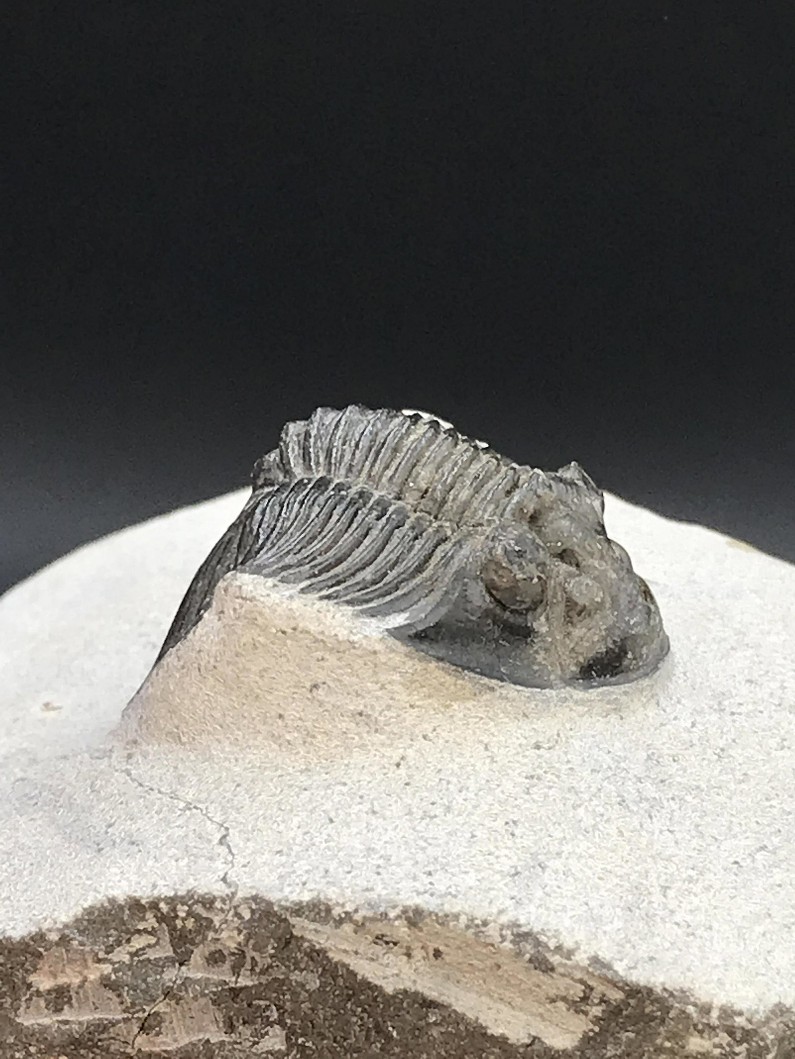 Trilobite, Fossil, Rock, Natural, Collectible, Specimen: Fossil Trilobite Scuttelum Morocco 4oz