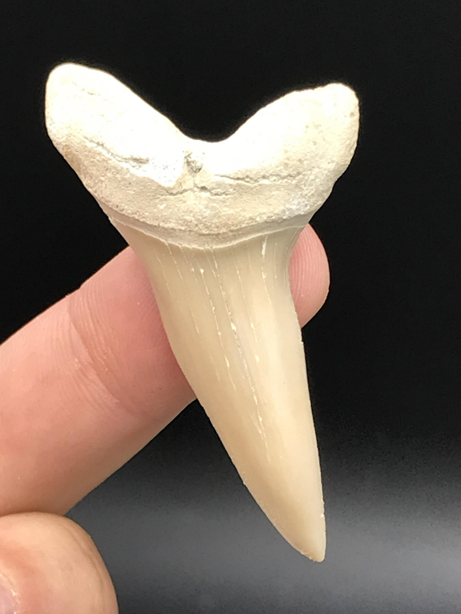 Shark, Fossil, Natural, Collectible, Specimen, Tooth: Fossil Shark Tooth Lee Creek ~ North Carolina Isurus Destori Mako 2"