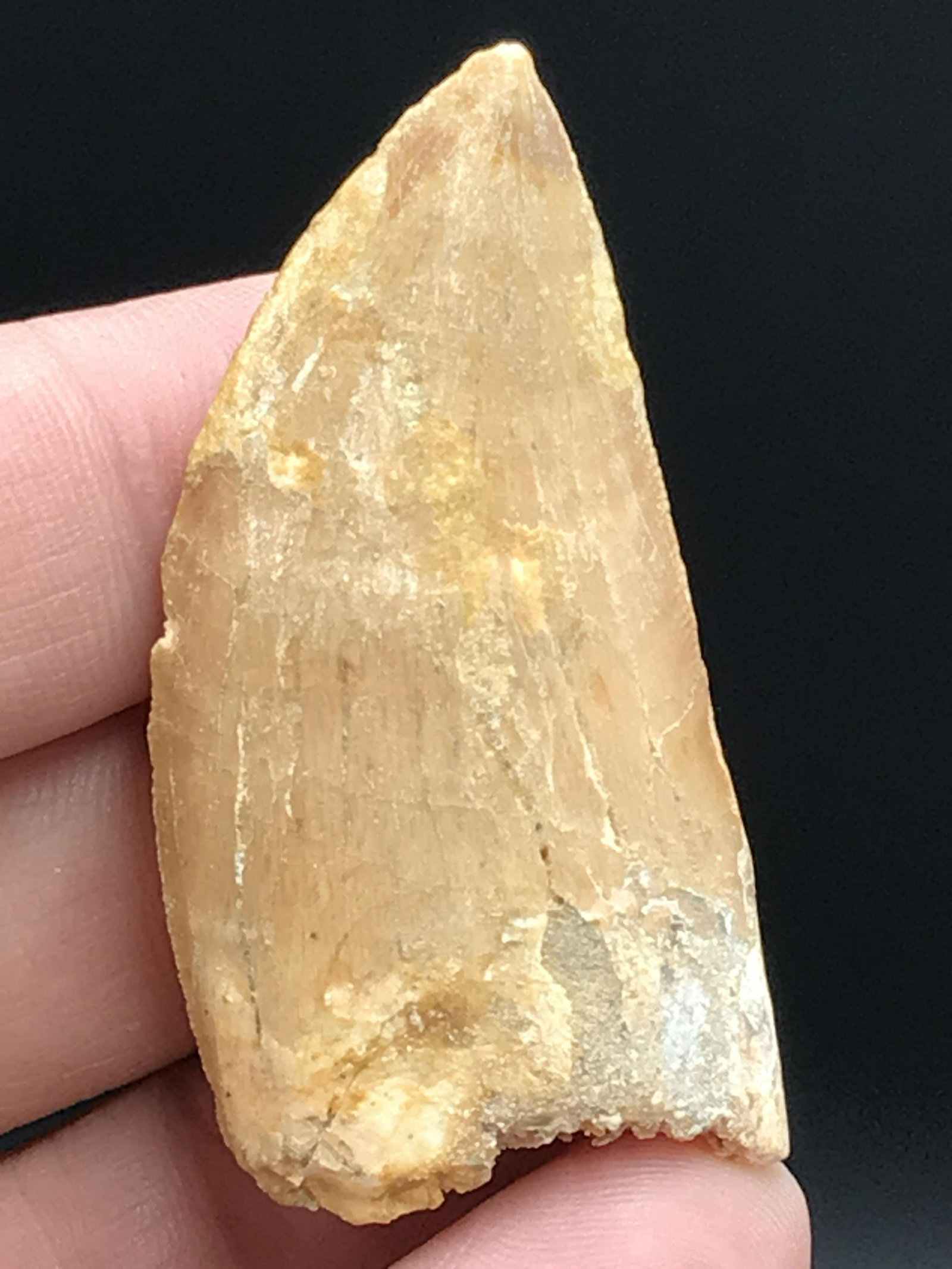 Dinosaur, Fossil, Natural, Collectible, Specimen, Tooth: Fossil Dinosaur Tooth Carcharodontosaurus Morocco 1.8"
