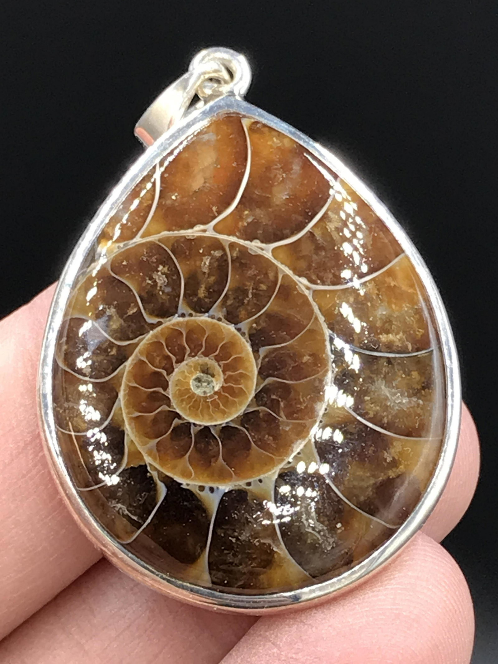 Ammonite, Fossil, Rock, Natural, Collectible, Specimen, (1 of 4)