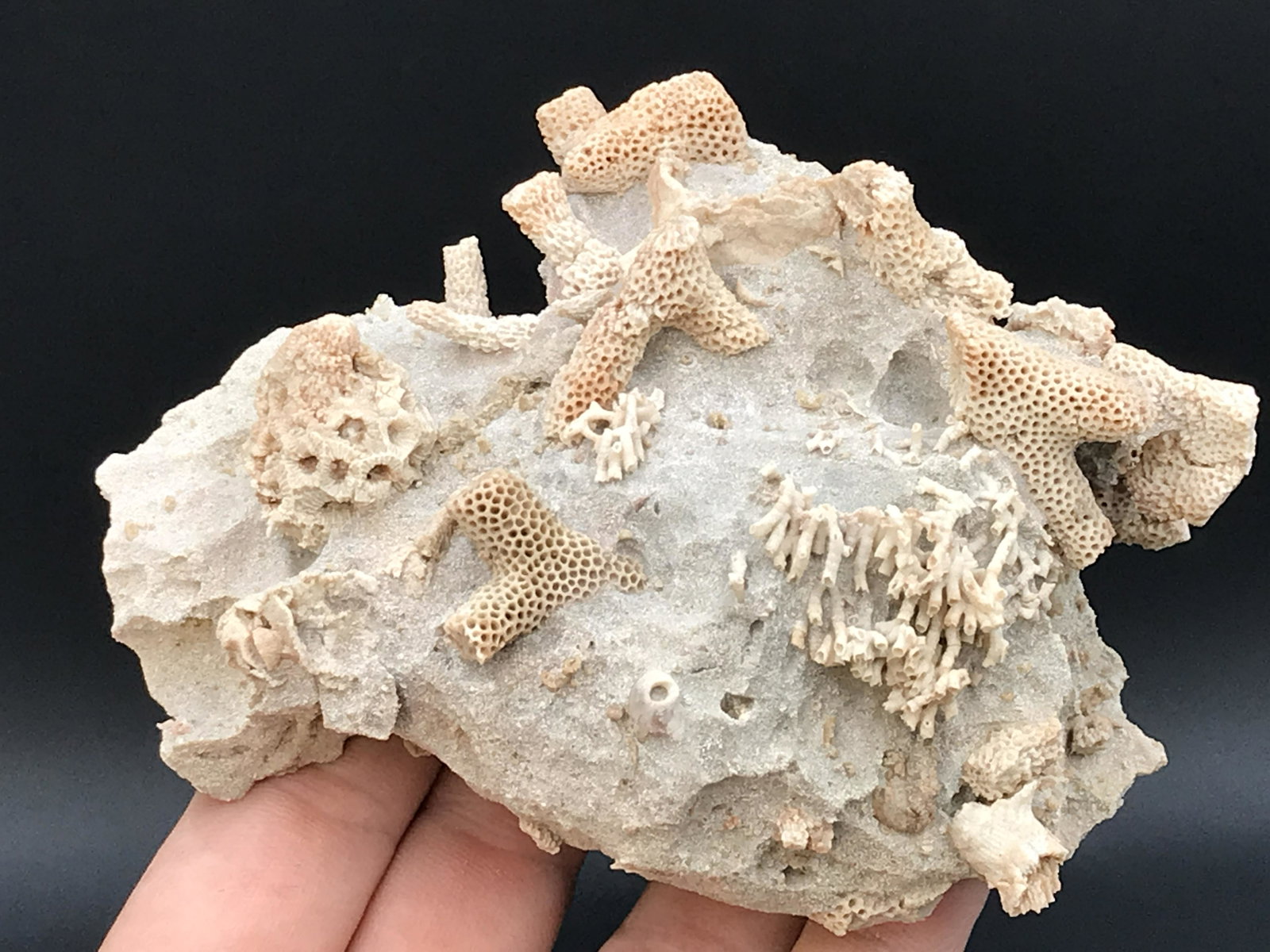 Coral, Fossil, Rock, Natural, Decor, Collectible,: Fossil Coral and Bryzoans Utah 8oz