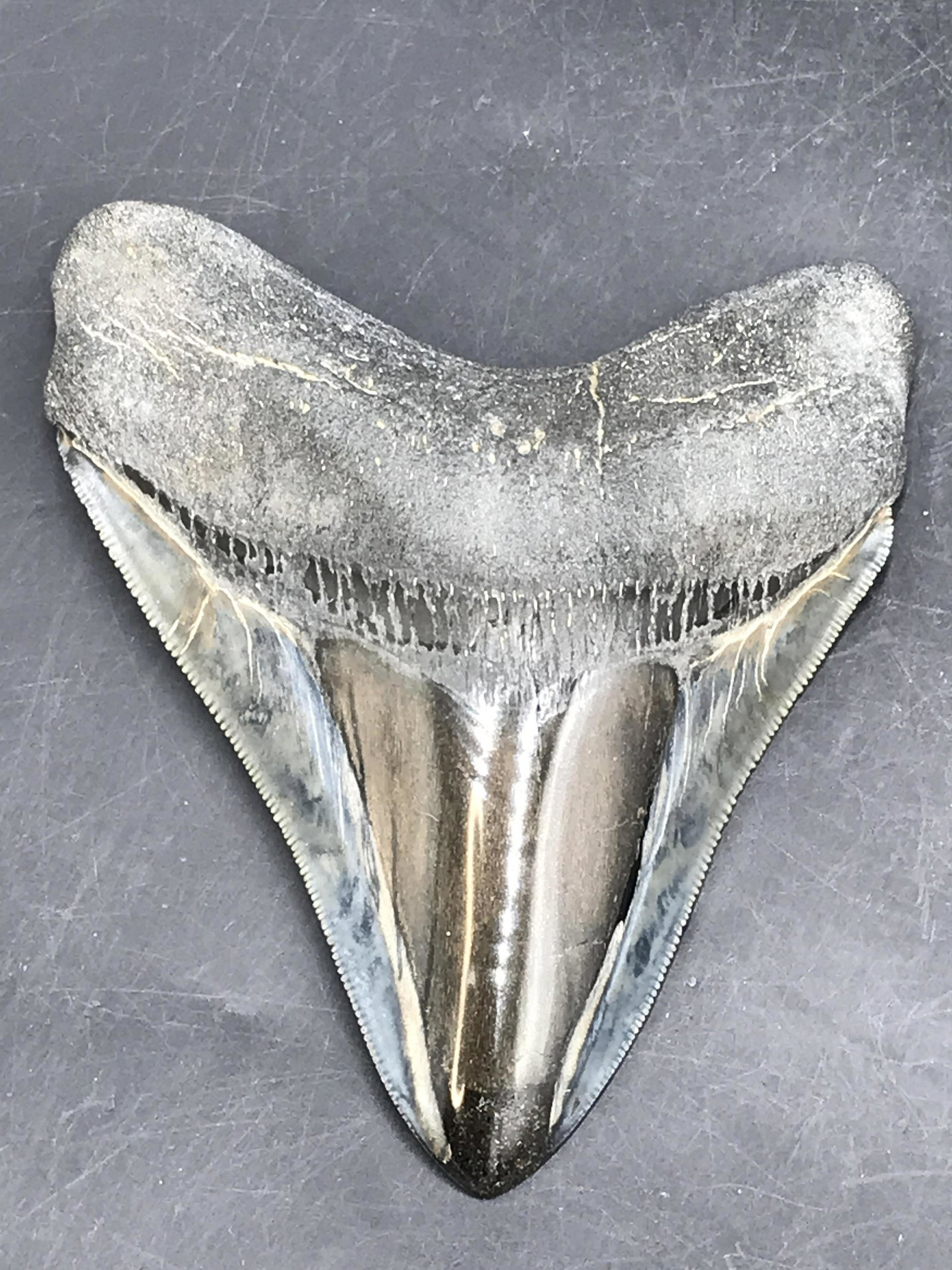 Shark, Fossil, Natural, Collectible, Specimen, Tooth,: Fossil Shark Tooth Megalodon South Carolina 4.57"