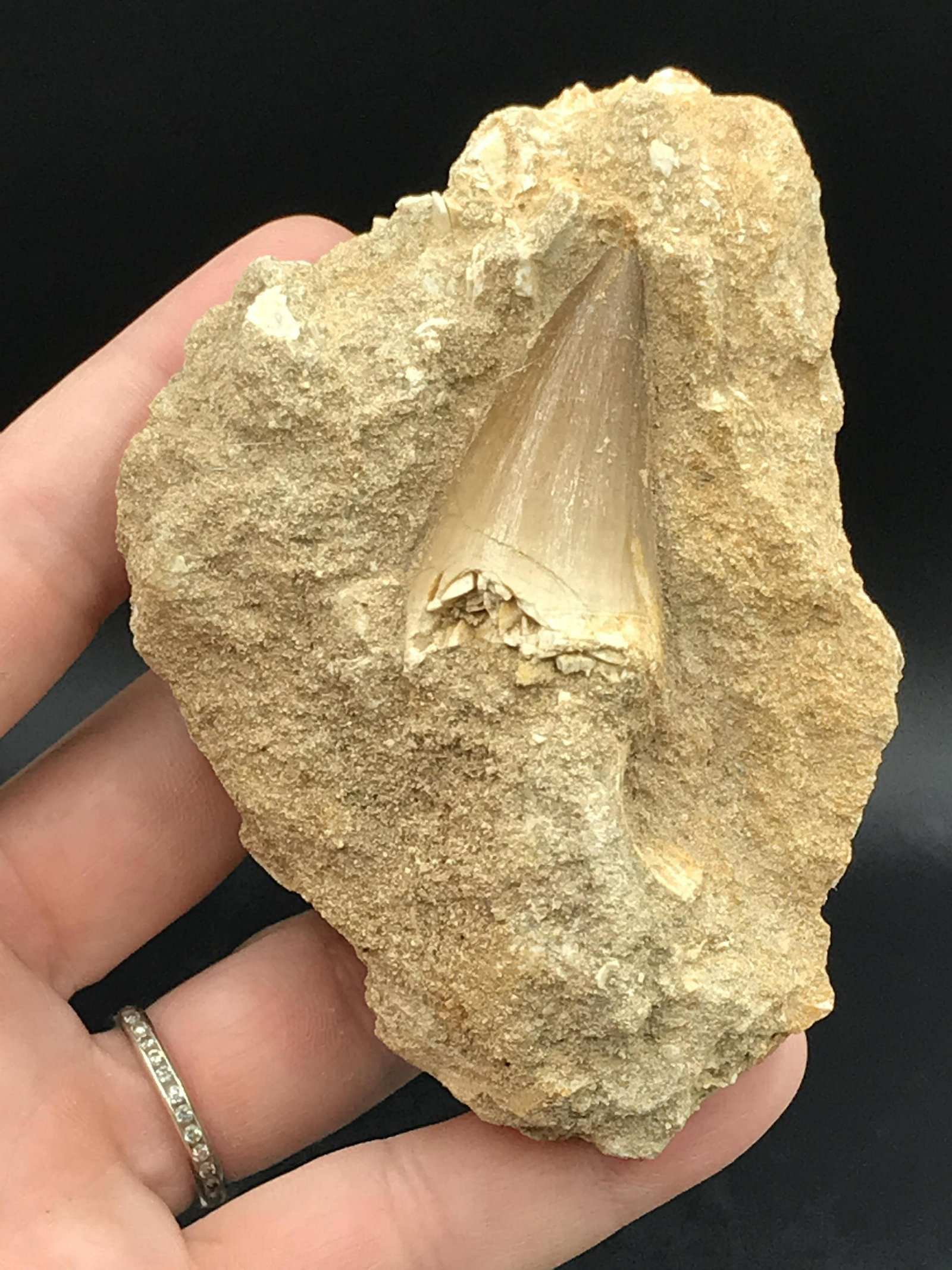 Dinosaur, Fossil, Natural, Collectible, Specimen, Tooth: Fossil Mososaur Tooth in Natural Matrix Cretaceous Morocco 100 M.Y.O. 6oz