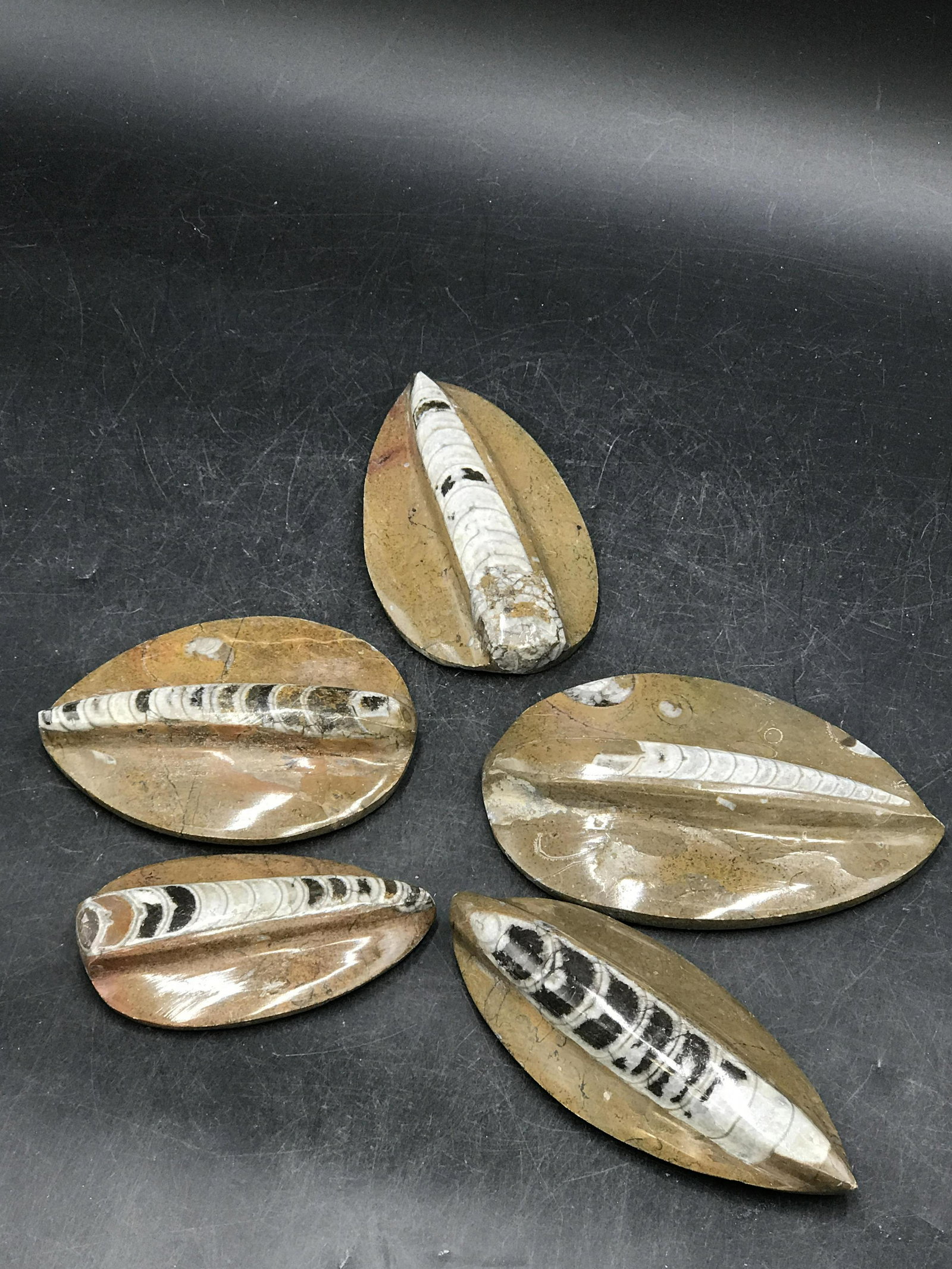 Orthoceras, Fossil, Rock, Natural, Decor, Collectible,: 5 piece Brown Orthoceras Morocco