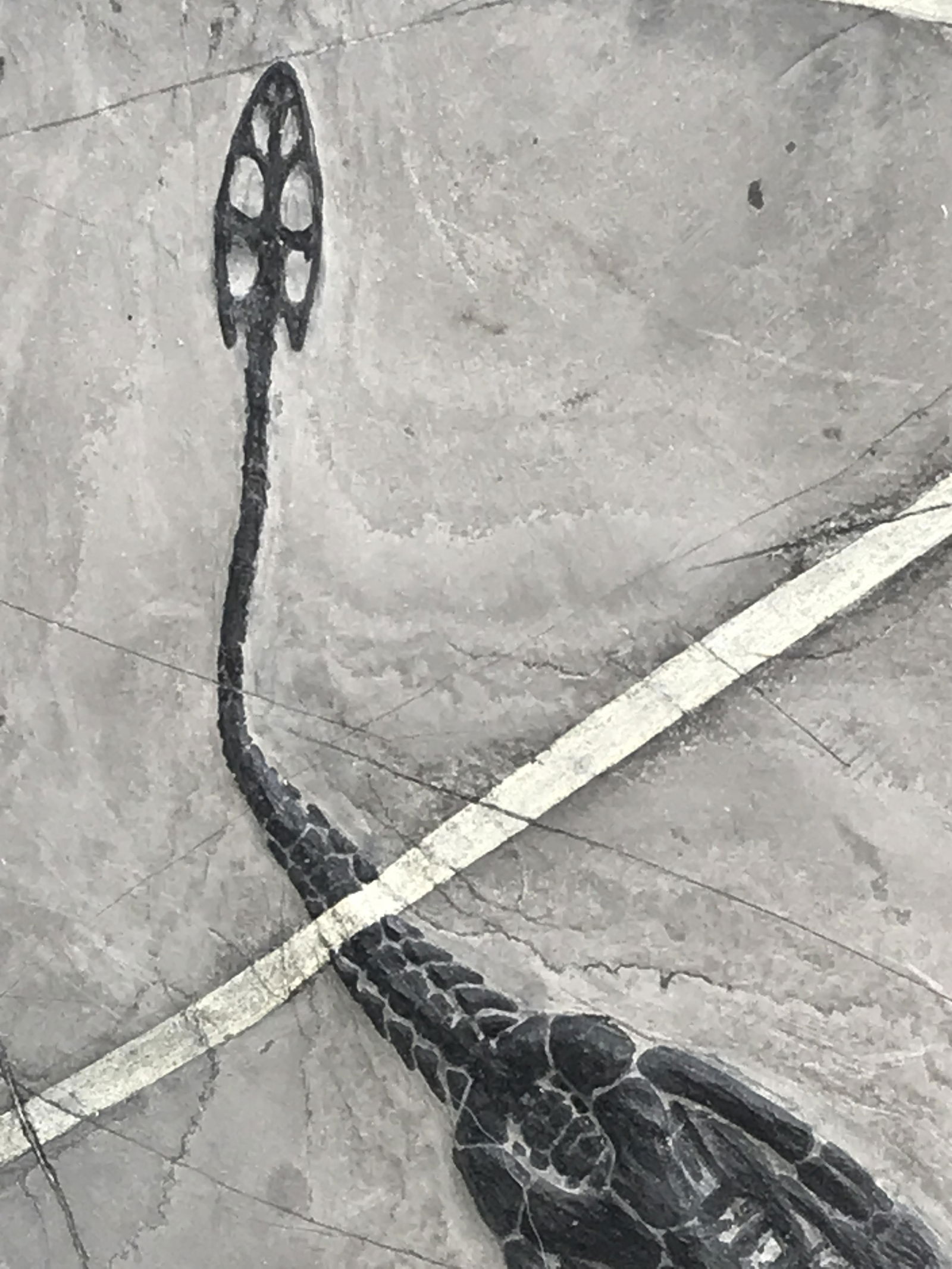 Dinosaur, Fossil, Natural, Collectible, Specimen, (1 of 6)