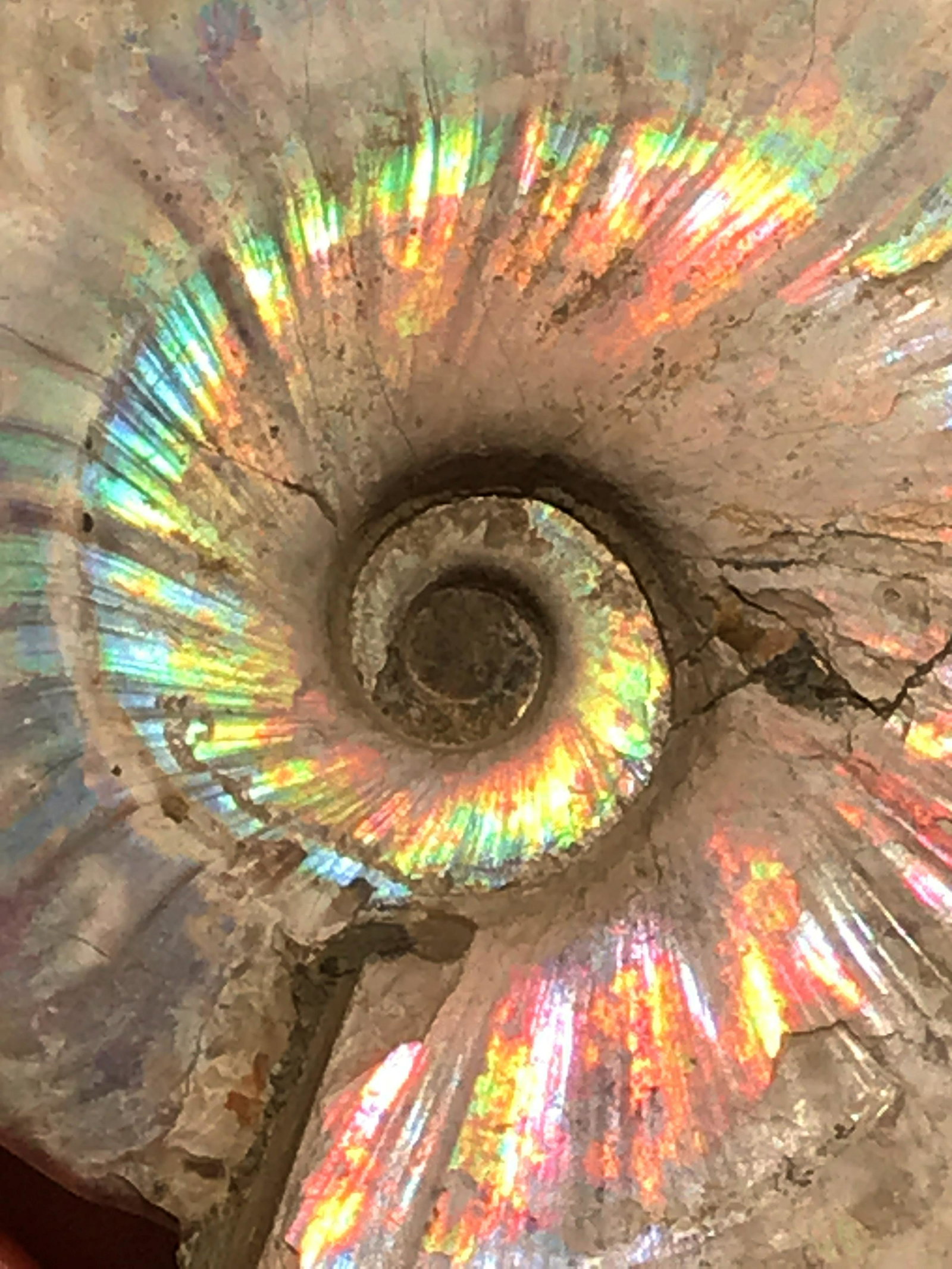 Ammonite, Fossil, Rock, Natural, Collectible, Specimen (1 of 3)