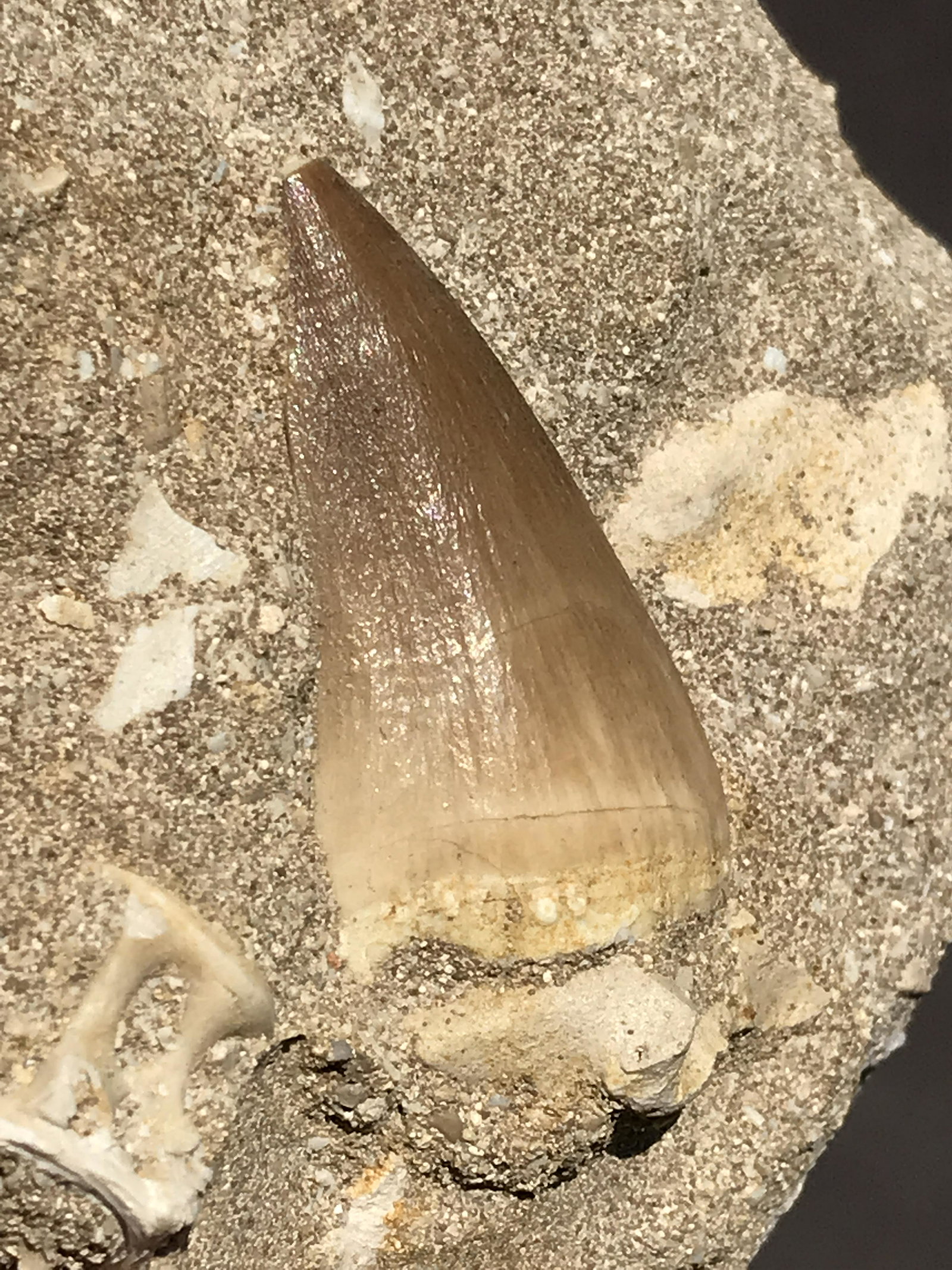 Dinosaur, Fossil, Natural, Collectible, Specimen, Tooth: Fossil Tooth Mosasaurus in Matrix Morocco