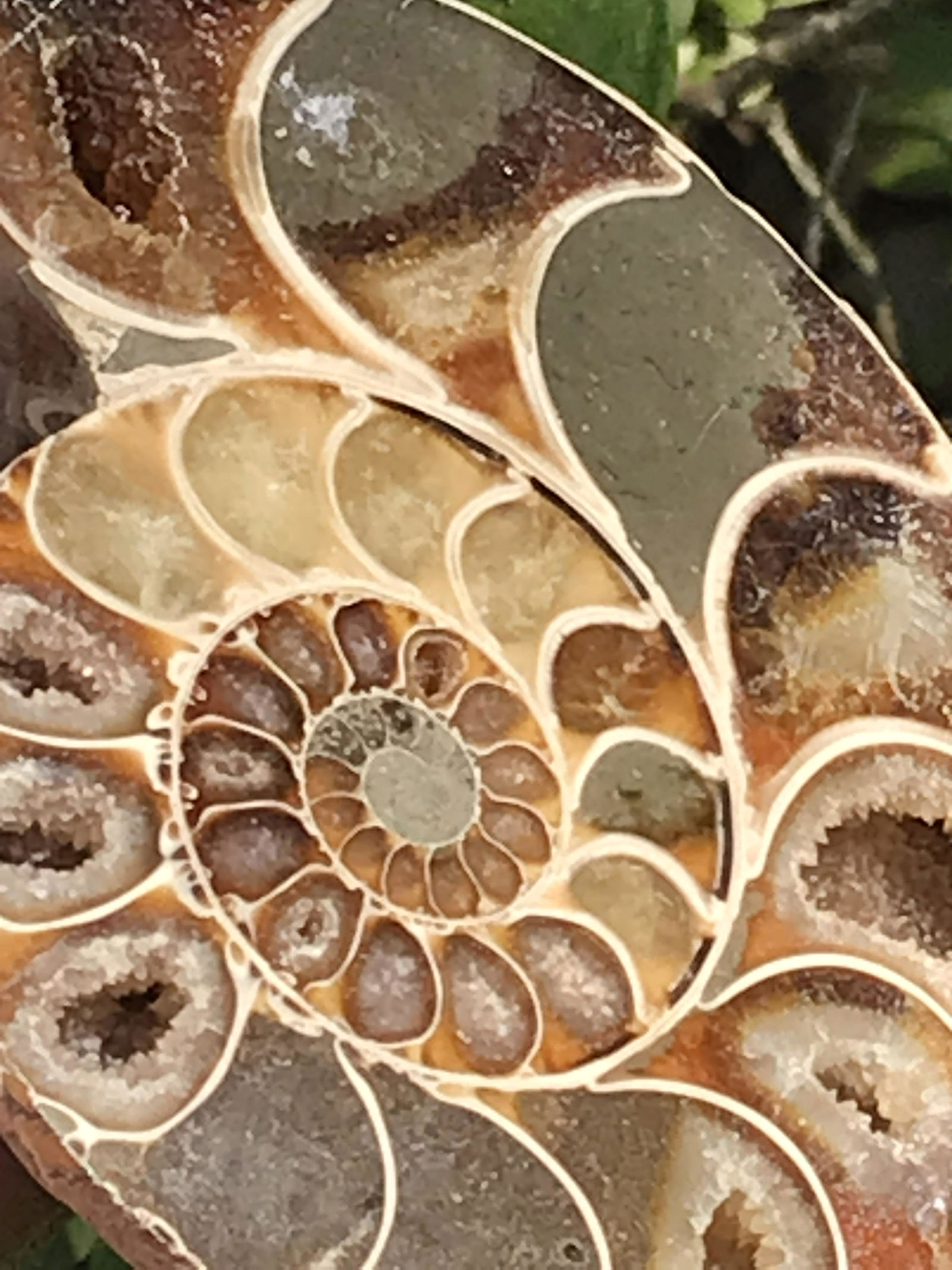 Ammonite, Fossil, Rock, Natural, Decor, Collectible,: Fossil Ammonite Split & Polished Madagascar