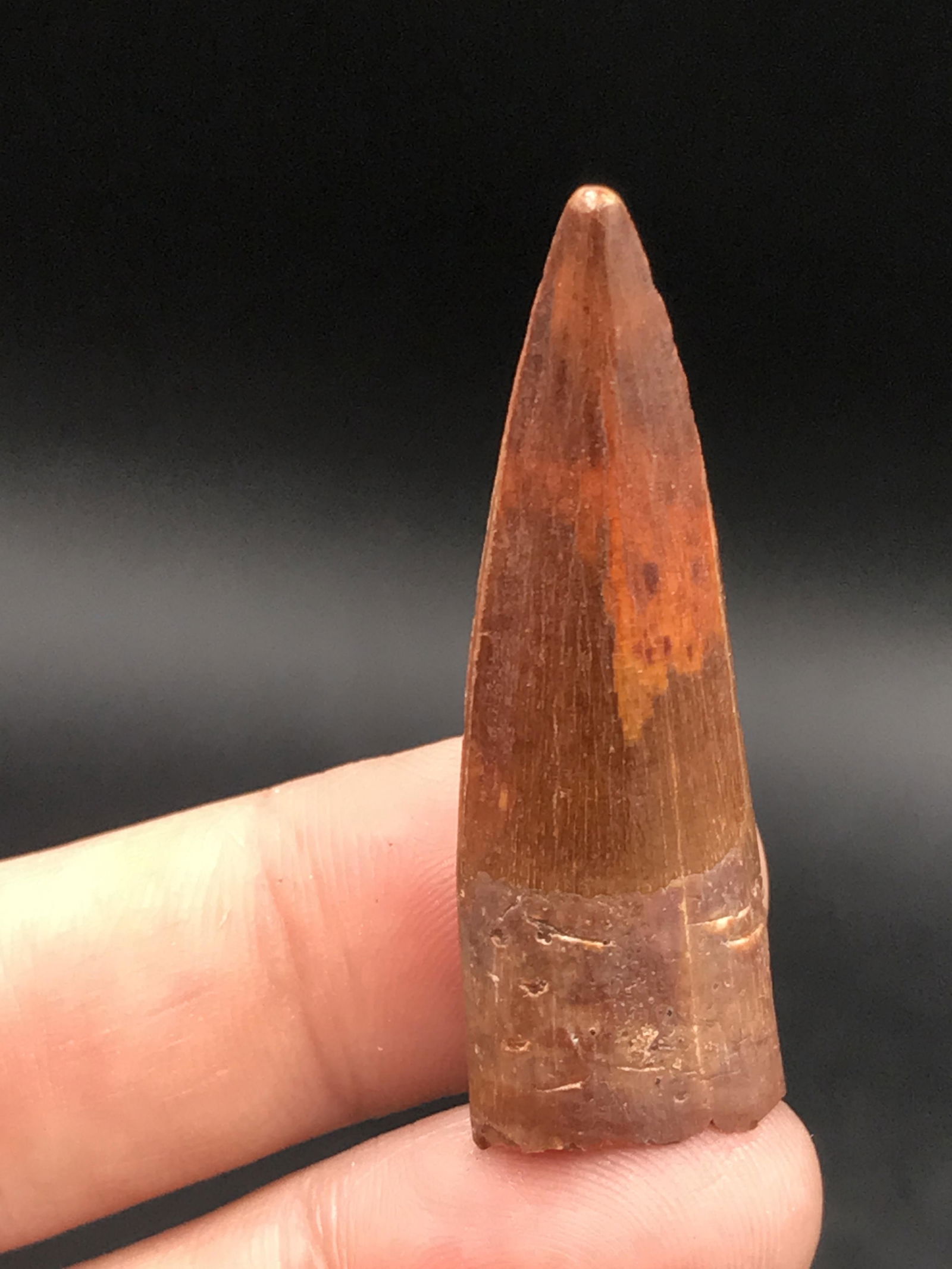 Dinosaur, Fossil, Natural, Collectible, Specimen, Tooth: Fossil dinosaur Tooth, Spinosaurus. Morocco. Cretaceous, 100 million years old