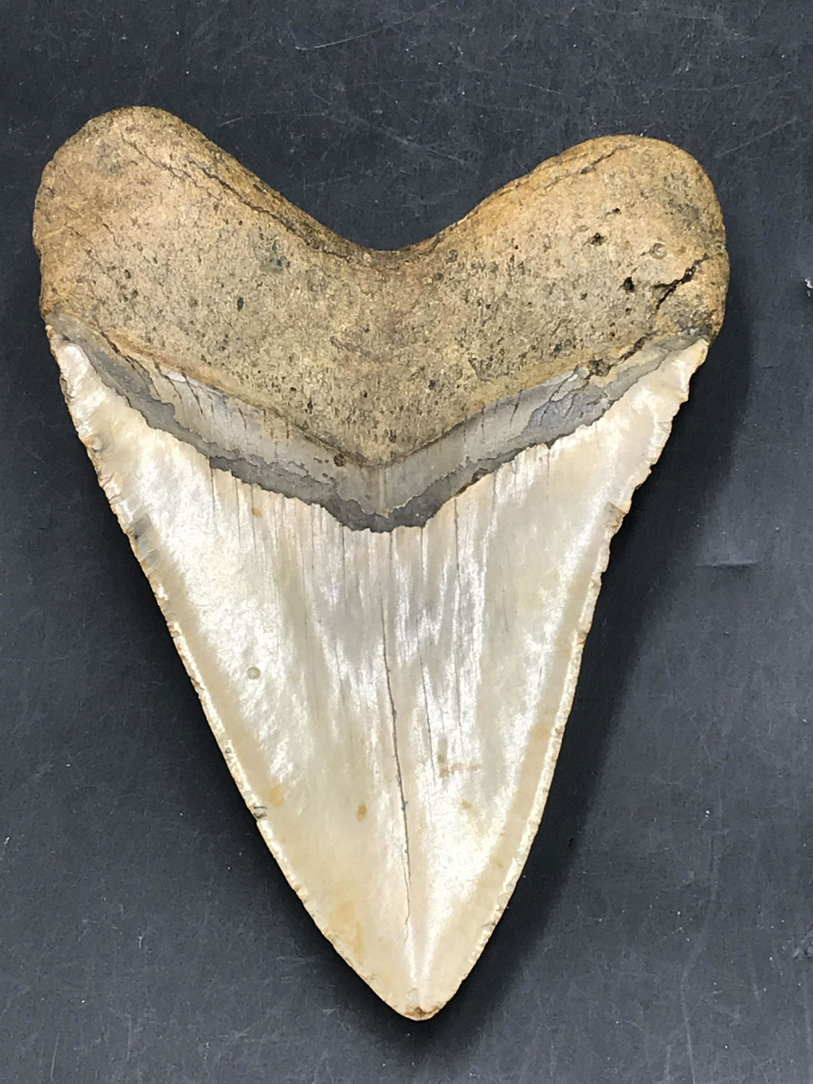 Shark, Fossil, Natural, Collectible, Specimen, Tooth,: Fossil Shark Tooth Megalodon North Carolina 5.86"