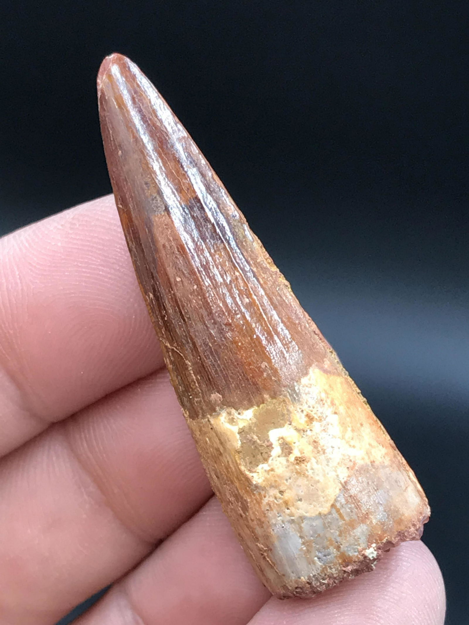 Dinosaur, Fossil, Natural, Collectible, Specimen, Tooth: Spinosaurus Dinosaur Tooth Cretaceous Morocco 1.7"