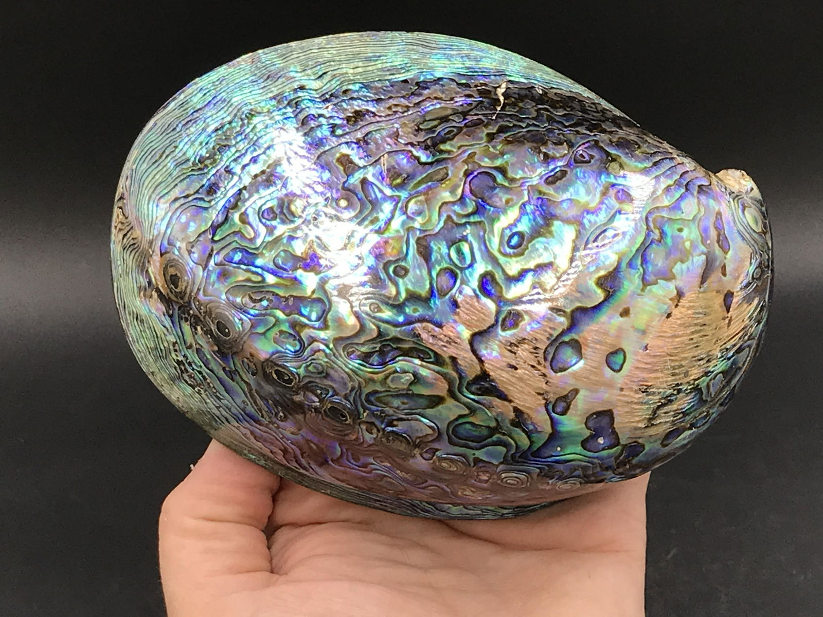 Seashell, Ocean, Beach, Natural, Decor, Collectible, (1 of 4)