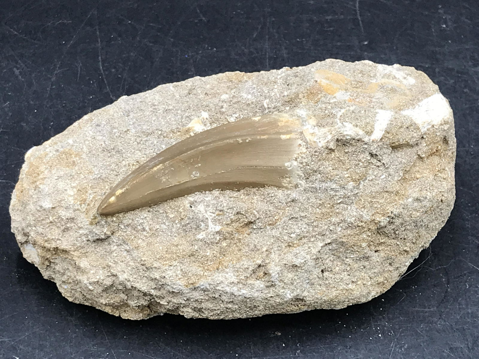 Dinosaur, Fossil, Natural, Collectible, Specimen, Tooth: Fossil Mosasaur Tooth in Matrix 60 M.Y.O. Morocco 12oz