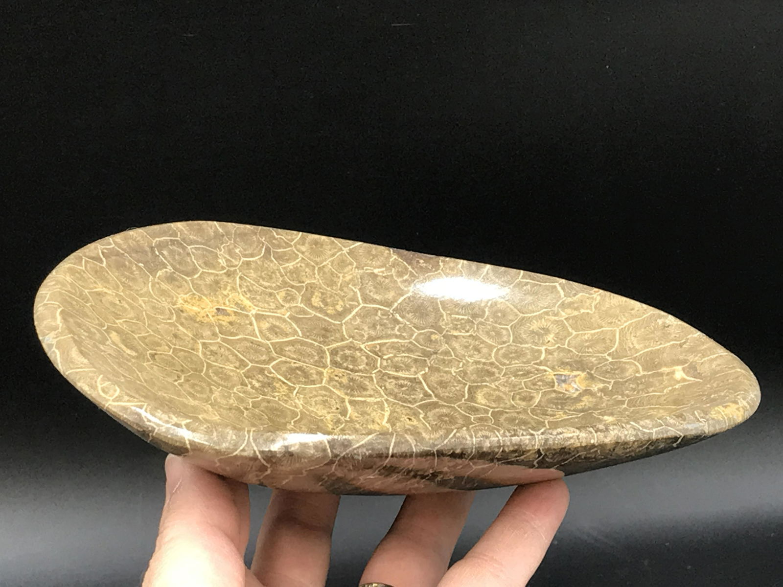 Coral, Fossil, Rock, Natural, Decor, Collectible, (1 of 4)