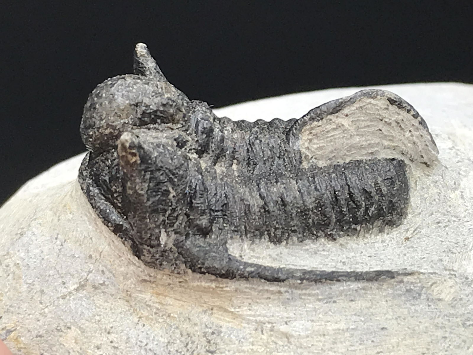 Trilobite, Fossil, Rock, Natural, Collectible, Specimen: All Natural Fossil Trilobite Cyphaspis Ofaten, Morocco Devonian