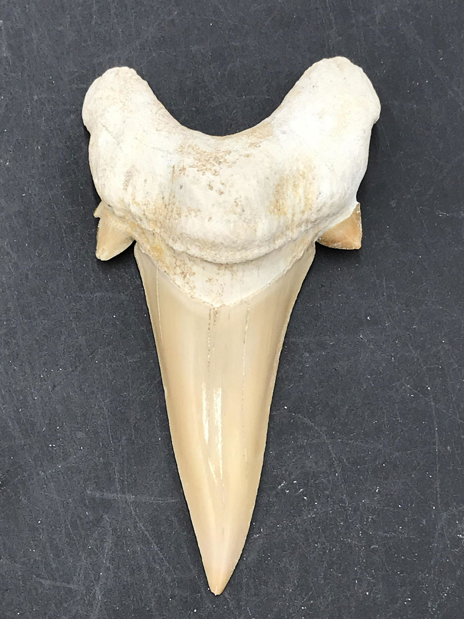 Shark, Fossil, Natural, Collectible, Specimen, Tooth: Fossil Shark Tooth Otodus Obliques 60 M.Y.O. Morocco 2.9"