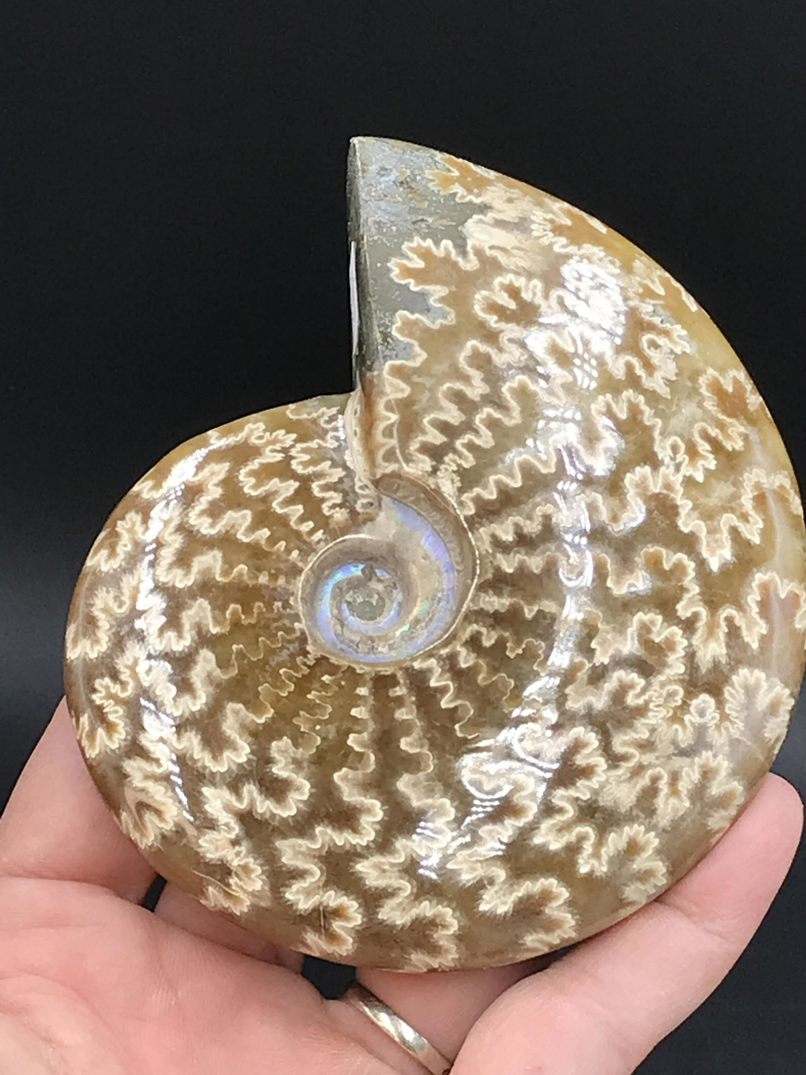Ammonite, Fossil, Rock, Natural, Collectible, Specimen: Whole Fossil Ammonite Madagascar