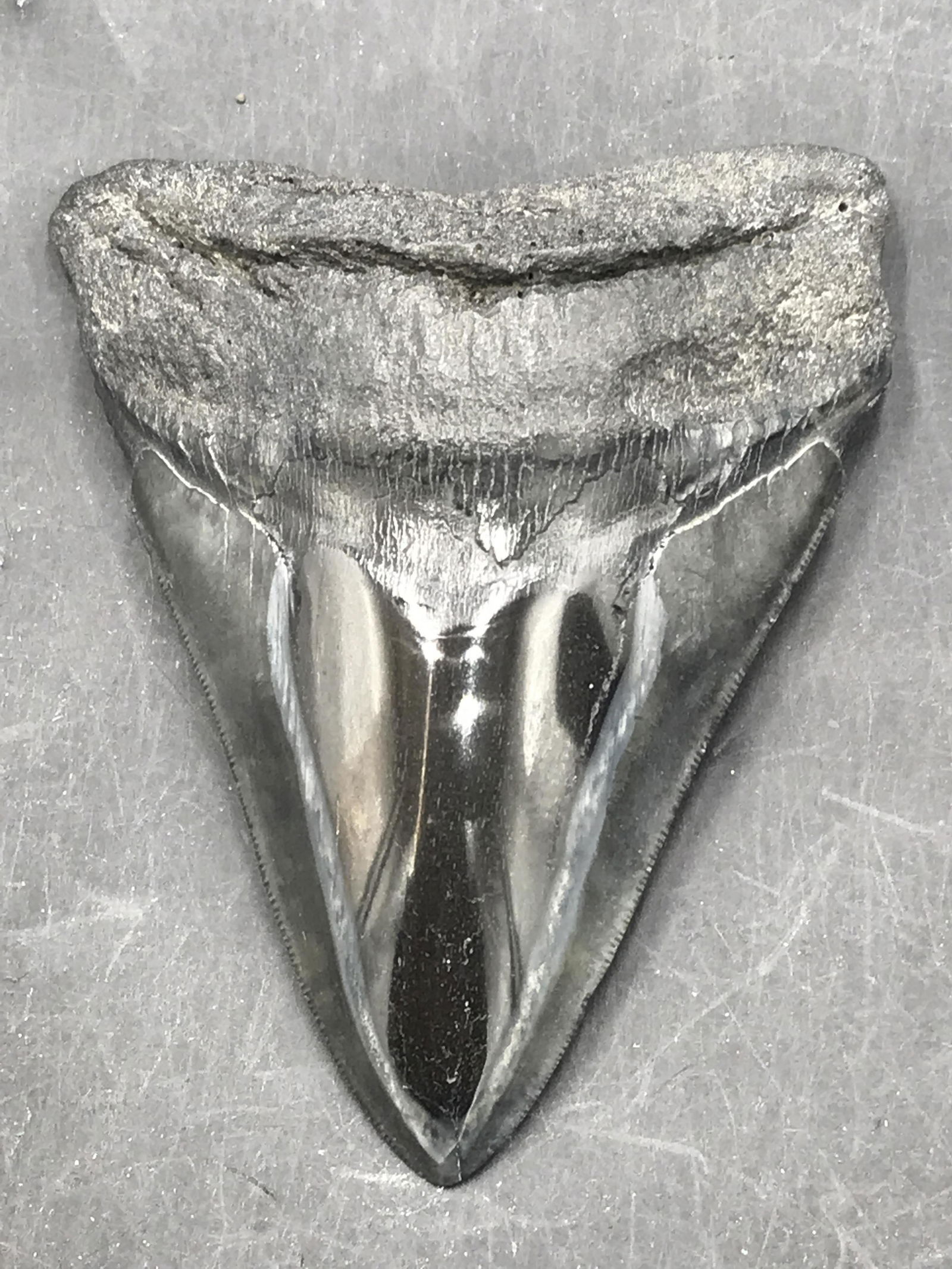 Shark, Fossil, Natural, Collectible, Specimen, Tooth,: Polished Fossil Shark Tooth Otodus Megalodon South Carolina 4.75"+