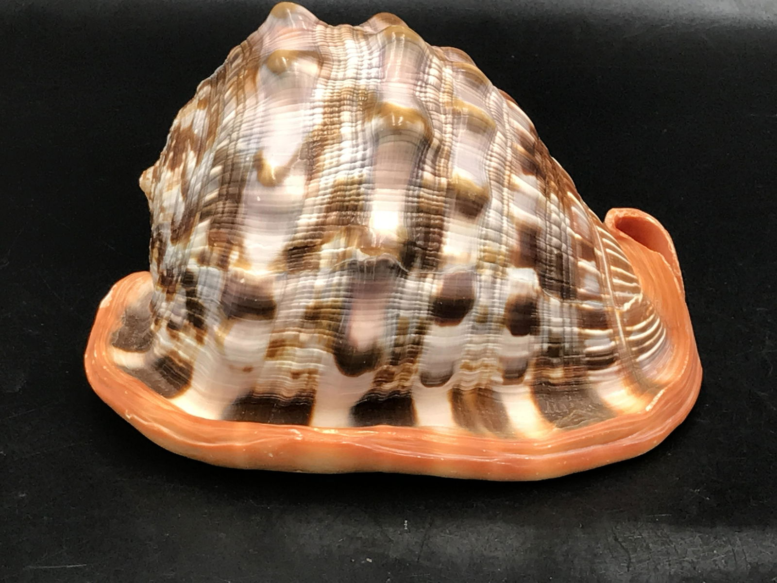 Seashell, Ocean, Beach, Natural, Decor, Collectible,: Cameo Shell Cassis Ruffa Extra Large