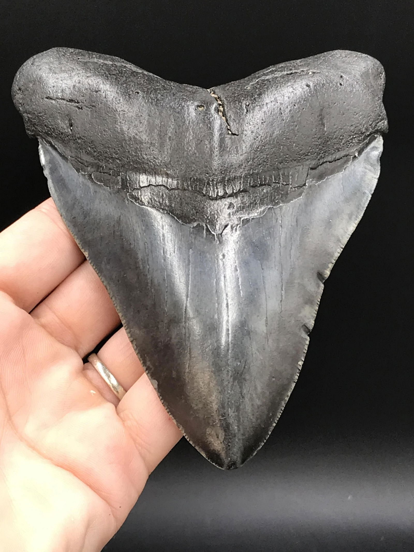Shark, Fossil, Natural, Collectible, Specimen, Tooth,: Fossil Shark Tooth Otodus Megalodon South Carolina 5.15"