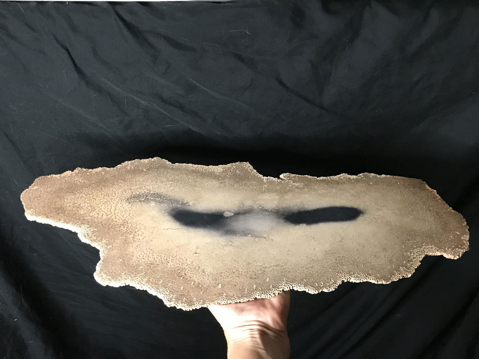 Petrified Wood, Fossil, Rock, Natural, Decor,: Petrified Wood Palmwood 50 M.Y.O. Louisiana 19 x 7