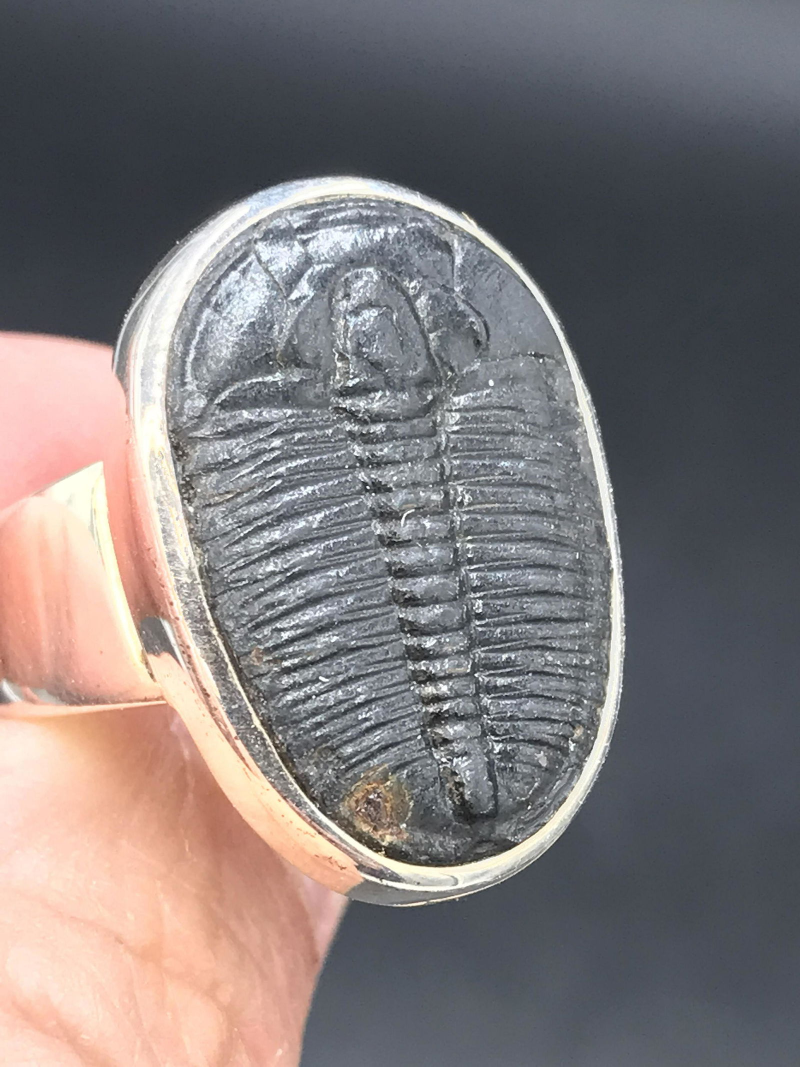 Trilobite, Fossil, Rock, Natural, Collectible,: Fossil Trilobite Ring Elrathia Kinghui Cambrian Utah .923 Sterling Silver Size 8