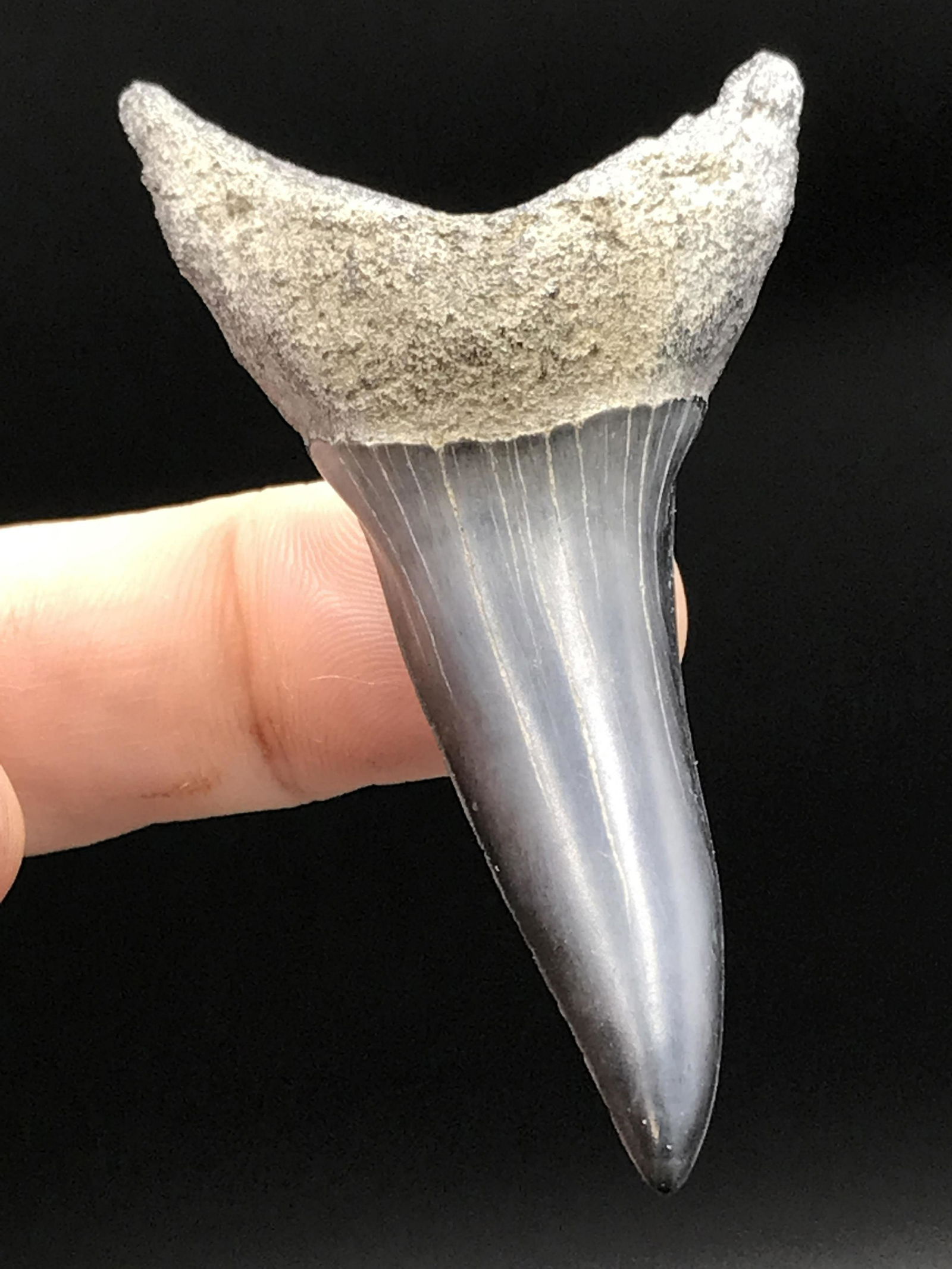 Shark, Fossil, Natural, Collectible, Specimen, Tooth: Fossil Shark Tooth Isurus Desori South Carolina